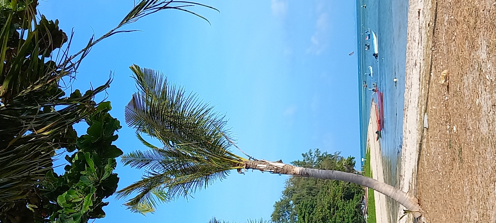 A vibrant tropical beach scene in Thong Sala, Thailand, unfolds under a clear blue sky. The image features a wide expanse of calm, turquoise ocean meeting a rugged, light brown sandy and dirt beach. A prominent palm tree with a gracefully curved trunk anchors the foreground, extending from the left towards the center, its fronds lush green against the sky. Other dense green foliage is visible on the left and in the mid-ground across the water.
In the water, several boats and watercraft are scattered, including a white boat further out, and closer to shore, red and white structures resembling windsurfing gear or kayaks. Small figures of people can be seen in the water and on the beach, engaging in leisure activities. A light-colored buoy floats in the mid-distance. A paved edge or pathway runs along part of the shoreline. The bright daylight suggests it is morning or early afternoon, contributing to the serene and inviting atmosphere of this sunny tropical locale. No visible text is present.