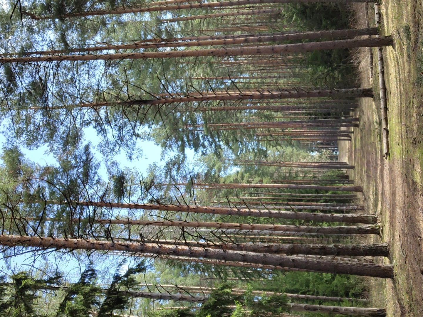 The image depicts a forest scene in Прикамский, Russia. The dominant feature is the dense rows of tall, slender trees with brown trunks and green foliage, creating a tunnel-like effect. The ground is covered with dirt and scattered leaves. The sky is visible through the canopy, appearing blue with some white clouds.
