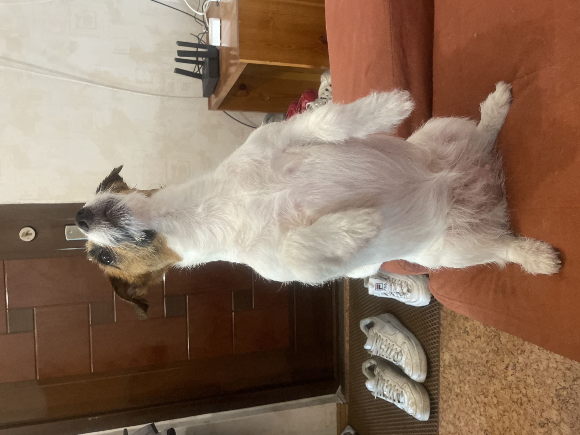 A white Jack Russell Terrier dog stands on its hind legs on an orange couch, looking upwards. The dog has brown and black markings on its head. In the background, to the left, is a dark brown wooden door and a doorway. In front of the door, on a mat, are three pairs of white sneakers. To the right of the dog, in the background, is a wooden cabinet with a black router and some white cables on top. The walls are a light, patterned beige color. The scene appears to be an indoor setting, likely a home, in Saint Petersburg, Russia.