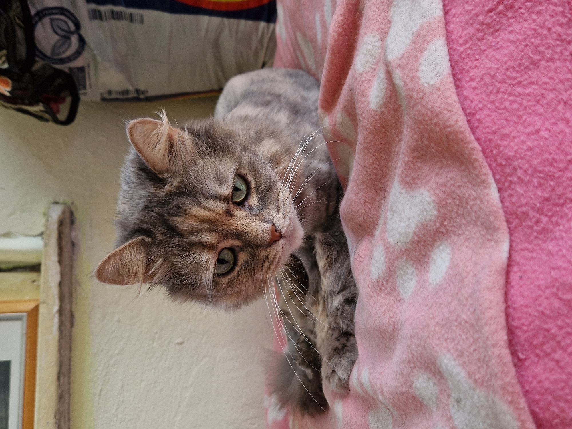 A close-up, eye-level shot shows a long-haired domestic cat with green eyes and tabby markings resting on a pink blanket with white polka dots. The cat is positioned in the center of the frame, facing forward with its head slightly tilted. Its paws are tucked beneath its chest, and its tail is curled to the left. The background is out of focus, but appears to be an indoor setting with a textured wall and some bags or fabric. The scene is well-lit, with natural light illuminating the cat's fur and facial features. The overall impression is one of a relaxed and comfortable pet. There is no discernible information about the city of Raduvene, Bulgaria in the image.