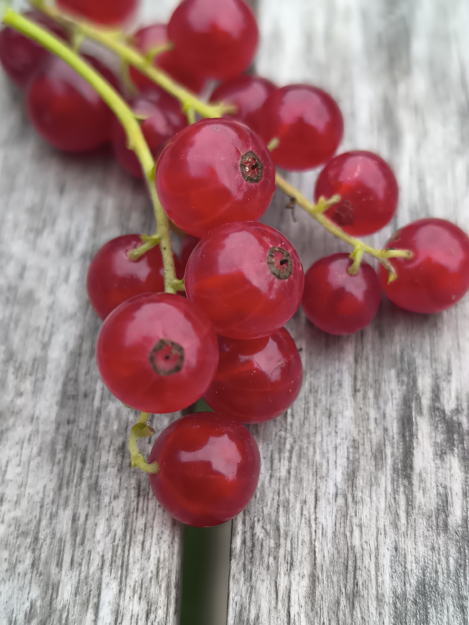 A cluster of ripe, red currants rests on a weathered, gray wooden surface. The currants are round and plump, with a glossy sheen that reflects the light. They are attached to thin, pale green stems, some of which are slightly bent. The wooden surface appears to be a tabletop or plank, with visible grain and texture. The background is softly blurred, suggesting a shallow depth of field. There are no people or animals present in the image. The scene is tranquil and natural, focusing solely on the fresh fruit. The image does not contain any information about the city of Klaipėda, Lithuania.