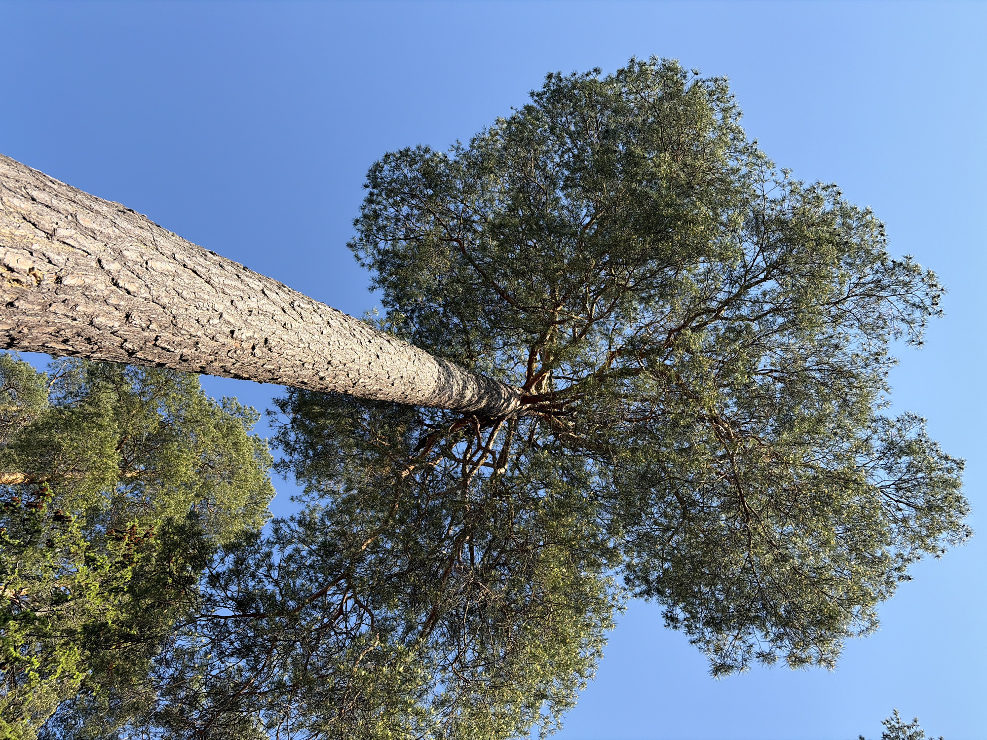 The image is a low-angle shot of a tall tree with a thick, textured trunk extending diagonally from the lower left to the upper center of the frame. The tree's canopy is dense and broad, filling the upper half of the image against a clear, blue sky. A smaller cluster of tree branches is visible in the lower-left corner of the frame. The location, Chaikovsky, Russia is not verifiable based on the image alone. No people, objects, actions, or interactions are visible.