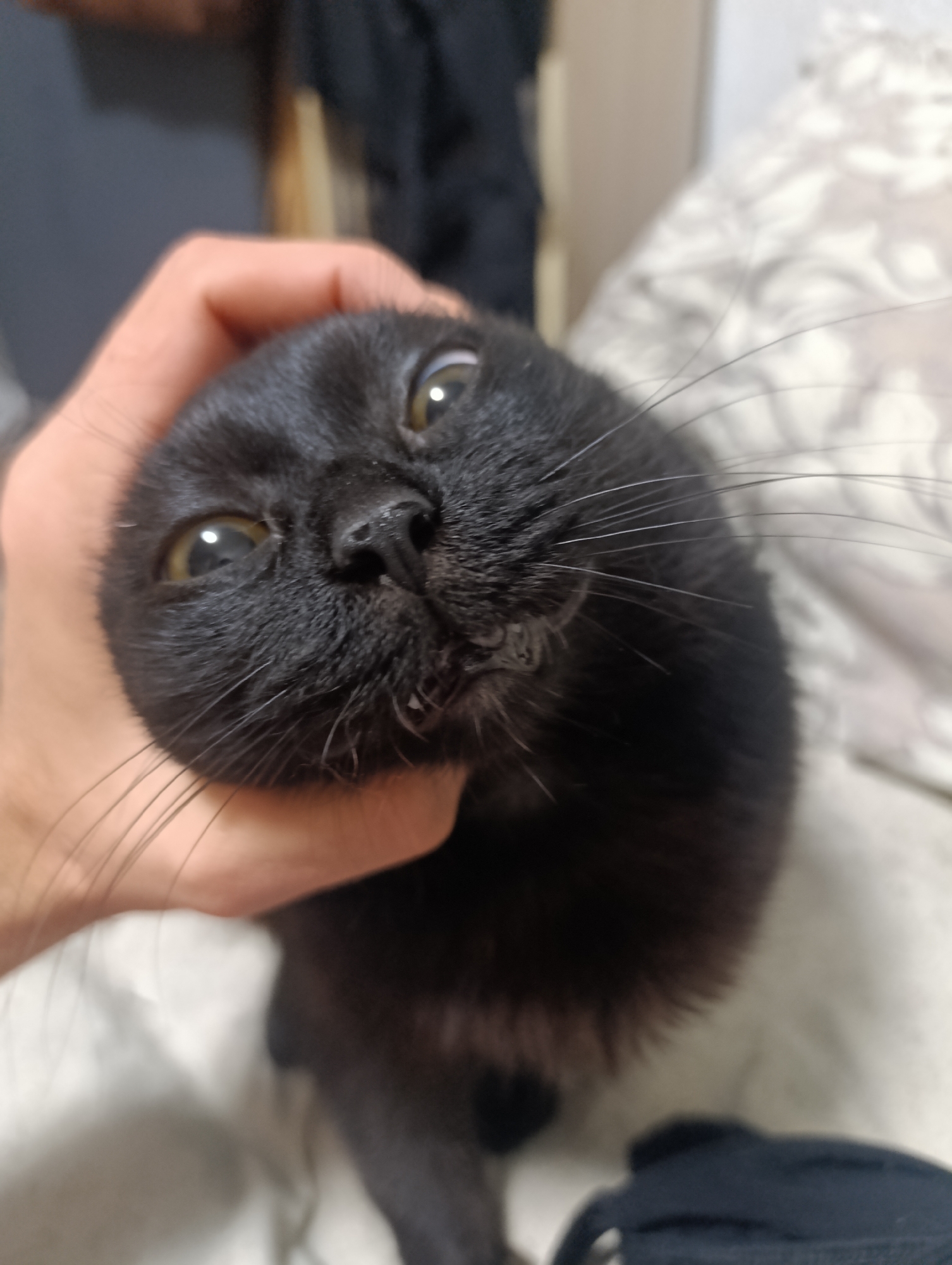 A close-up, low-angle shot shows a person's hand holding the head of a black cat. The cat's face is the primary focus, with its wide, yellow eyes looking directly at the camera. Saliva is visible around the cat's mouth. The cat's black fur is soft and appears to be a short-haired breed. The background is blurred, but suggests an indoor setting with what appears to be a bed or couch with a patterned comforter. There are no visible landmarks or environmental clues that would indicate a specific location in Zlatopil, Ukraine. The image captures a moment of interaction between a human and a pet.