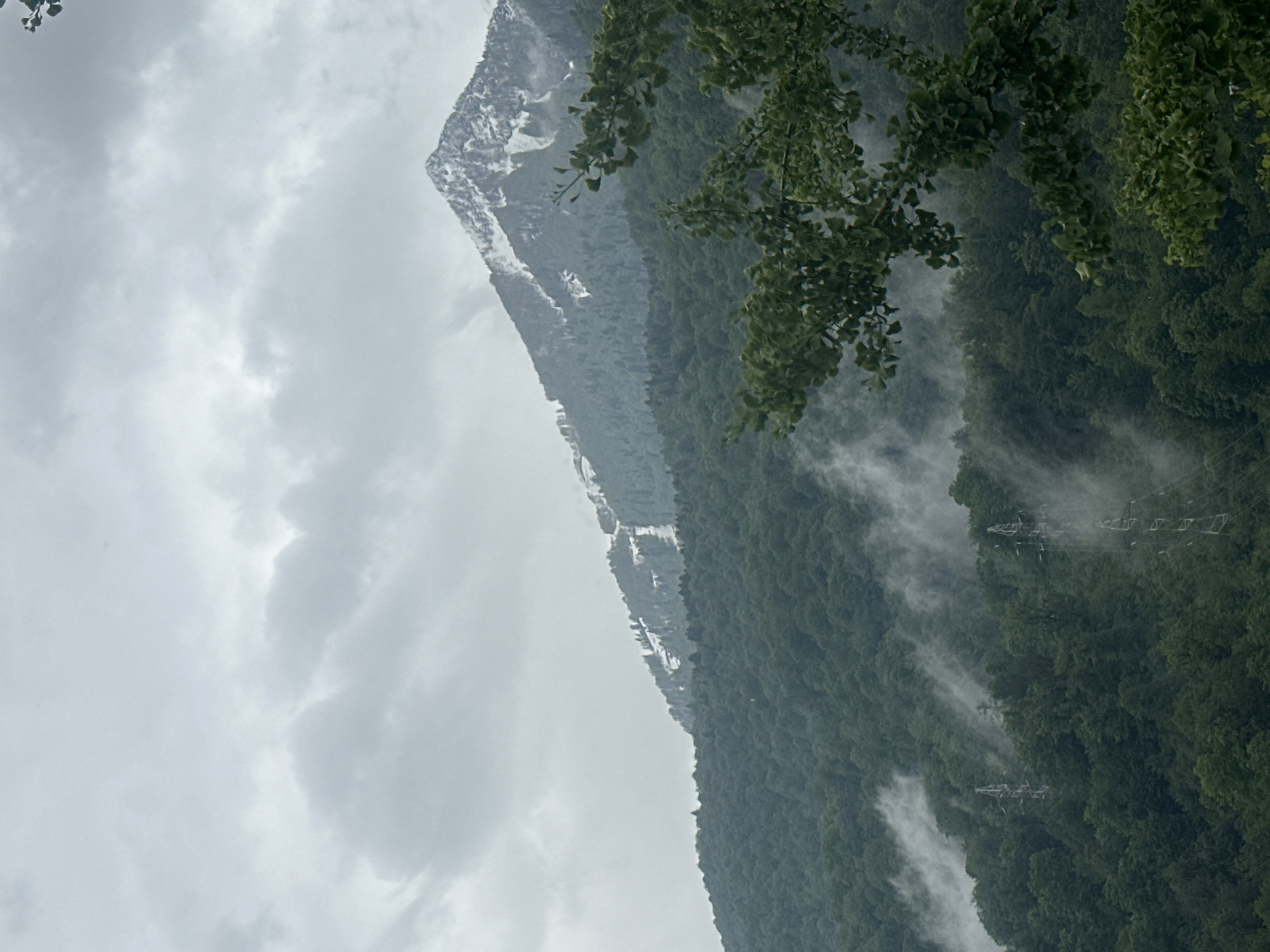 The image captures a mountain landscape in Krasnaya Polyana, Russia, under an overcast sky. A prominent mountain range with snow-dusted peaks is visible, partially obscured by low-hanging clouds. The lower slopes are densely forested with green trees, interspersed with patches of mist or fog. Power lines are visible in the middle of the forest in the middle of the image. A branch with green leaves hangs from the top right corner.