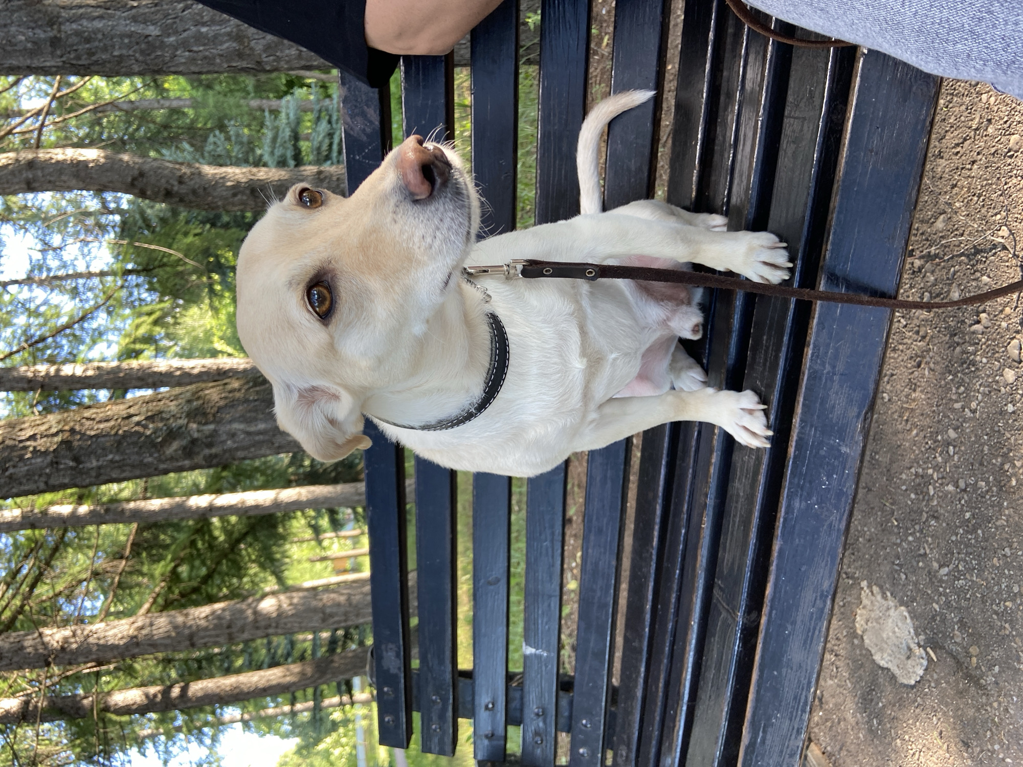 A light-colored dog with brown eyes is sitting on a dark wooden park bench. The dog is wearing a black collar and a brown leash. The dog is looking to the right of the frame. Behind the bench, there are several tall trees with green foliage. The ground in front of the bench is covered in dirt and gravel. To the right of the dog, a person's legs wearing grey pants are visible, indicating they are sitting next to the dog. The scene appears to be outdoors in a park-like setting.