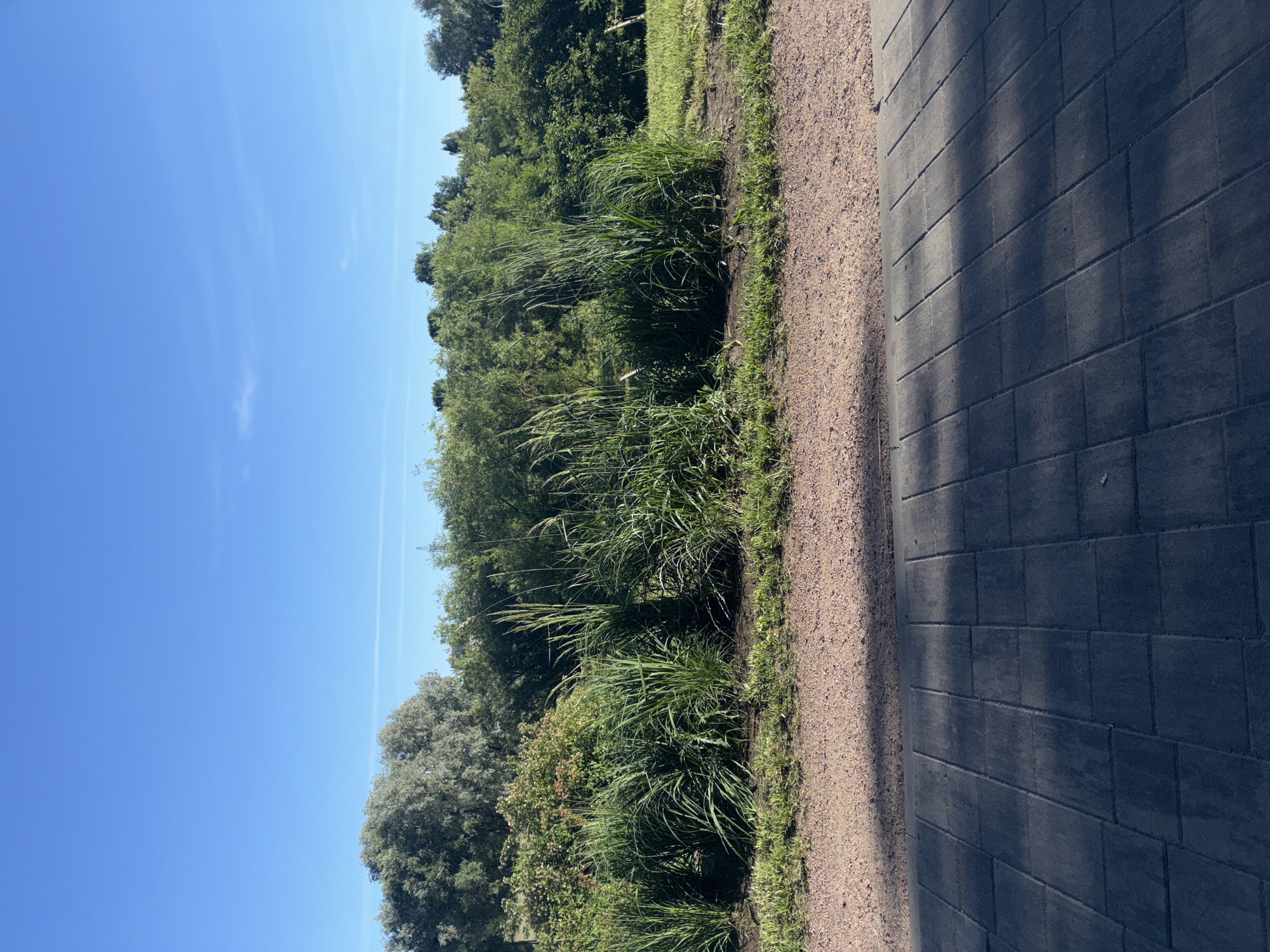 The image captures a sunlit park pathway in Sinyavino, Russia. The pathway is paved with dark gray interlocking stones, creating a textured surface. To the left of the pathway, a narrow strip of grass borders a path of small, reddish-brown gravel. Beyond the gravel, a dense line of lush green grasses and reeds flourishes, some reaching significant heights. In the background, a variety of green trees and bushes form a natural barrier, with a few taller, silvery-gray trees visible on the left. The sky above is a clear, bright blue, with thin, white contrails stretching across it. The scene suggests a peaceful, natural environment within the city.