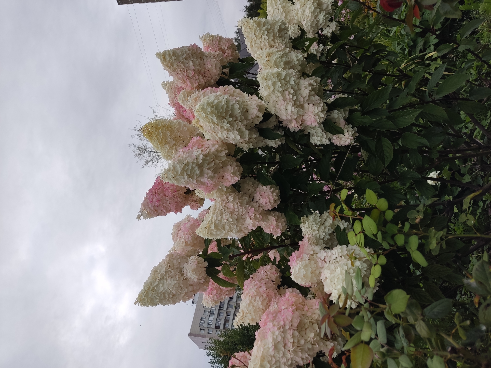 The image depicts a large flowering shrub with cone-shaped clusters of white and pink blossoms in the foreground. The blossoms are densely packed and appear to be hydrangeas. Behind the shrub, a multi-story building with a light-colored facade and numerous windows is visible, characteristic of residential buildings in Moscow. The sky is overcast with grey clouds. The overall scene suggests an outdoor setting, possibly a park or residential courtyard in a city.