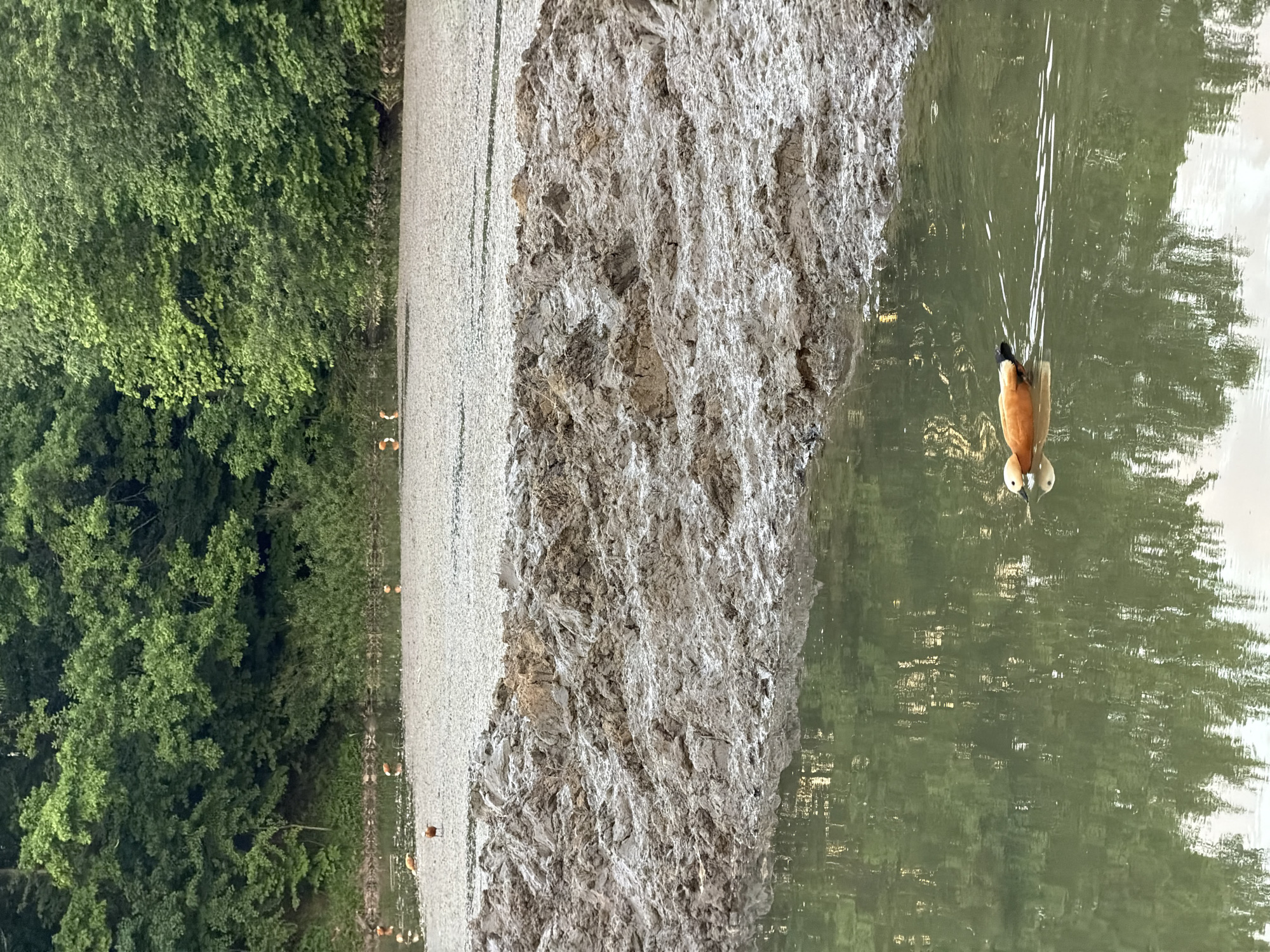 The image shows a water body with a Ruddy Shelduck diving in it, possibly in the city of Moscow, Russia. The Ruddy Shelduck is orange-brown with a black tail and white eyes. The water reflects the surrounding environment, including trees. On the left, there is dense green vegetation and a stretch of grey ground. The horizon line is not visible. Several Ruddy Shelducks are standing on the shore near the left.