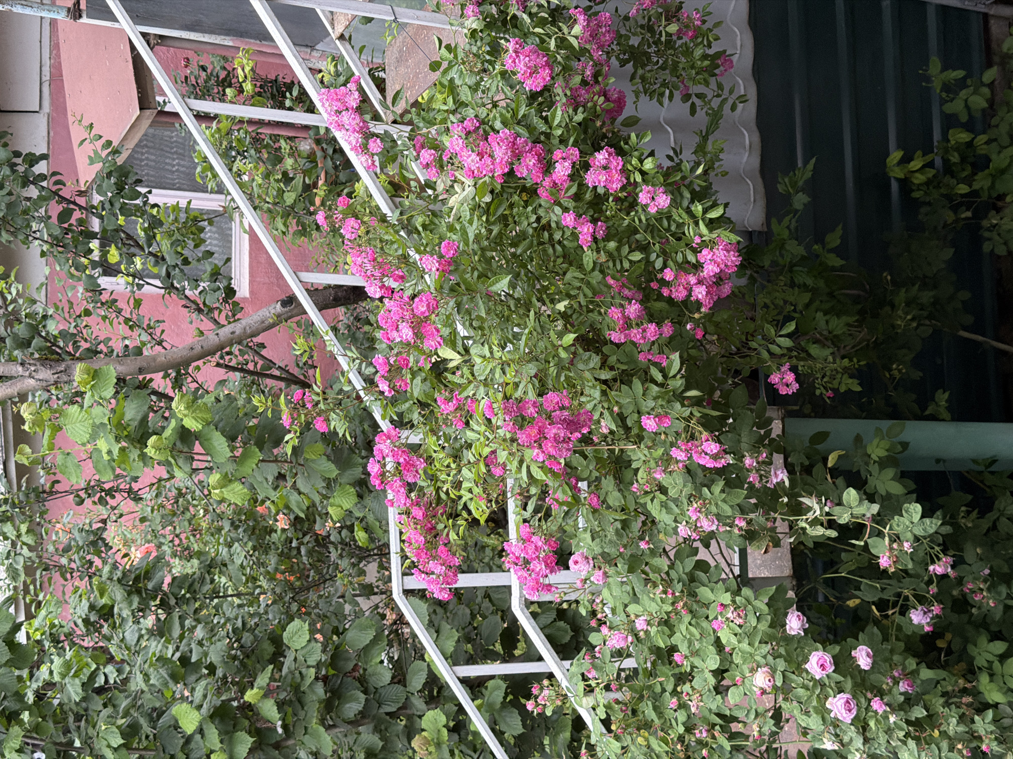 The image shows a close-up view of a climbing rose bush with small pink flowers, heavily laden with blooms. The bush is positioned against a backdrop of a building with a pink facade and a green corrugated metal structure. A white metal trellis or support structure is visible, interwoven with the branches of the rose bush. Lush green foliage surrounds the flowers, creating a dense, verdant effect. The lighting suggests it might be daytime, possibly overcast, as there are no strong shadows. The overall impression is one of abundant natural growth and floral beauty in an outdoor setting. No people are visible, and no text is present in the image. The location context is Borjomi, Georgia.