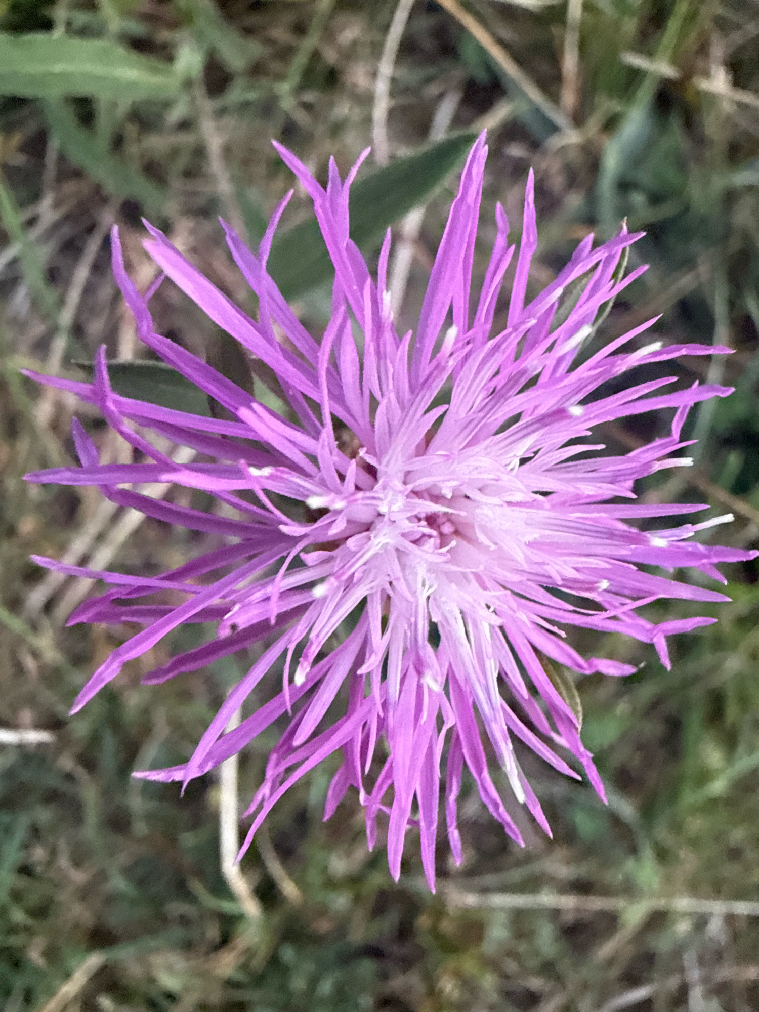 A close-up, top-down view captures a vibrant purple flower with numerous spiky petals radiating outwards. The petals are thin and pointed, with a lighter shade of purple and hints of white towards the center of the bloom. The flower's center appears fluffy and condensed. The background is a soft blur of green and brown, suggesting natural foliage and dry grass. The image was taken in Tenginka, Russia.