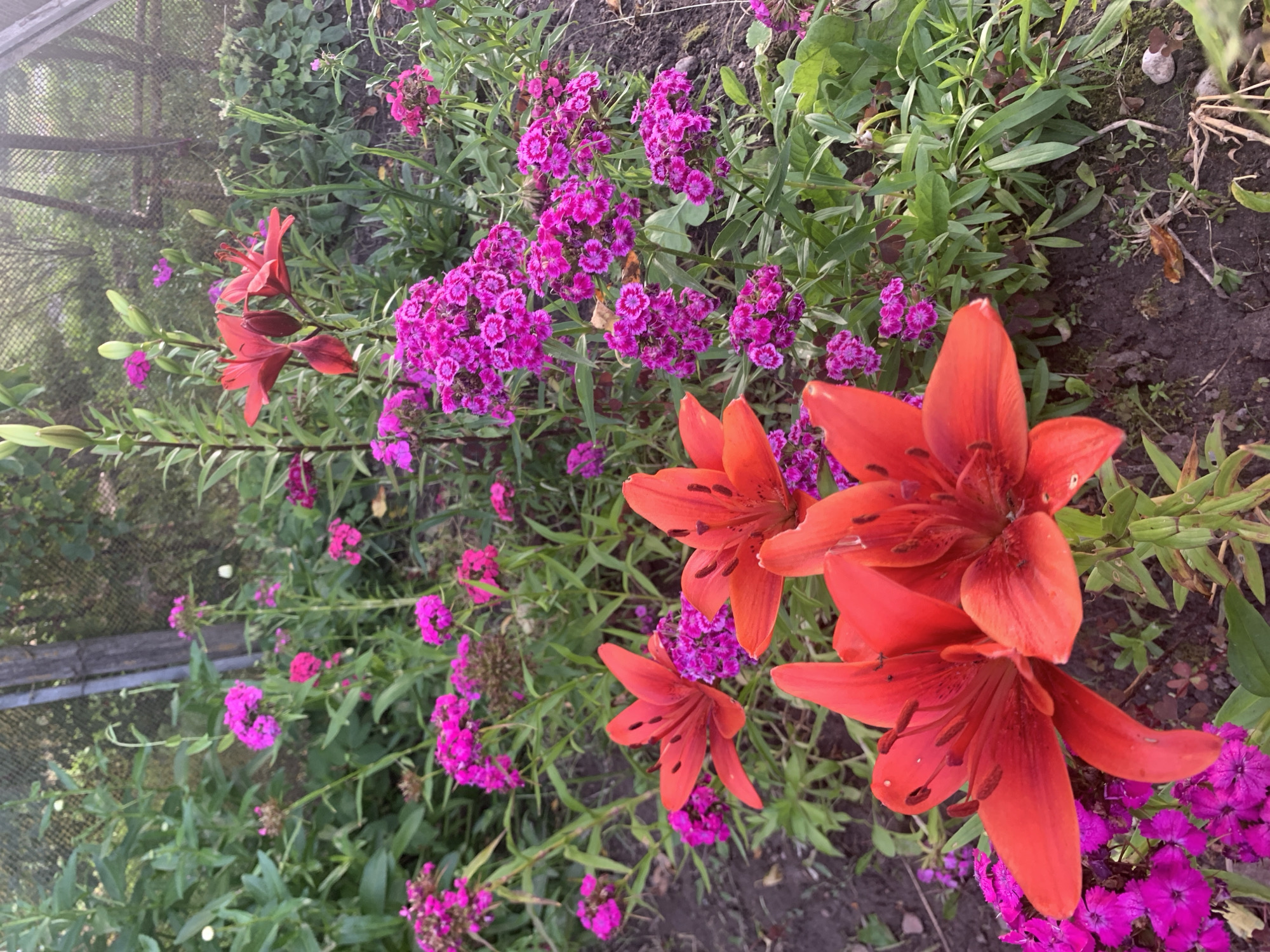 The image displays a vibrant flowerbed with a variety of blooms. In the foreground, several bright red lilies with prominent stamens are in full bloom. They are interspersed with clusters of smaller, deep pink flowers, possibly Dianthus. The background features a mix of green foliage, including tall, slender stems with unopened buds, and a weathered wooden fence. The ground is dark soil, with some dry leaves and small stones visible. The setting appears to be a garden in a rural area, likely a residential yard or a communal green space within Відзаўскі сельскі Савет, Belarus, given the context. The lighting suggests it is late afternoon or early evening, with soft sunlight filtering through the greenery. There are no people or animals present in the image.