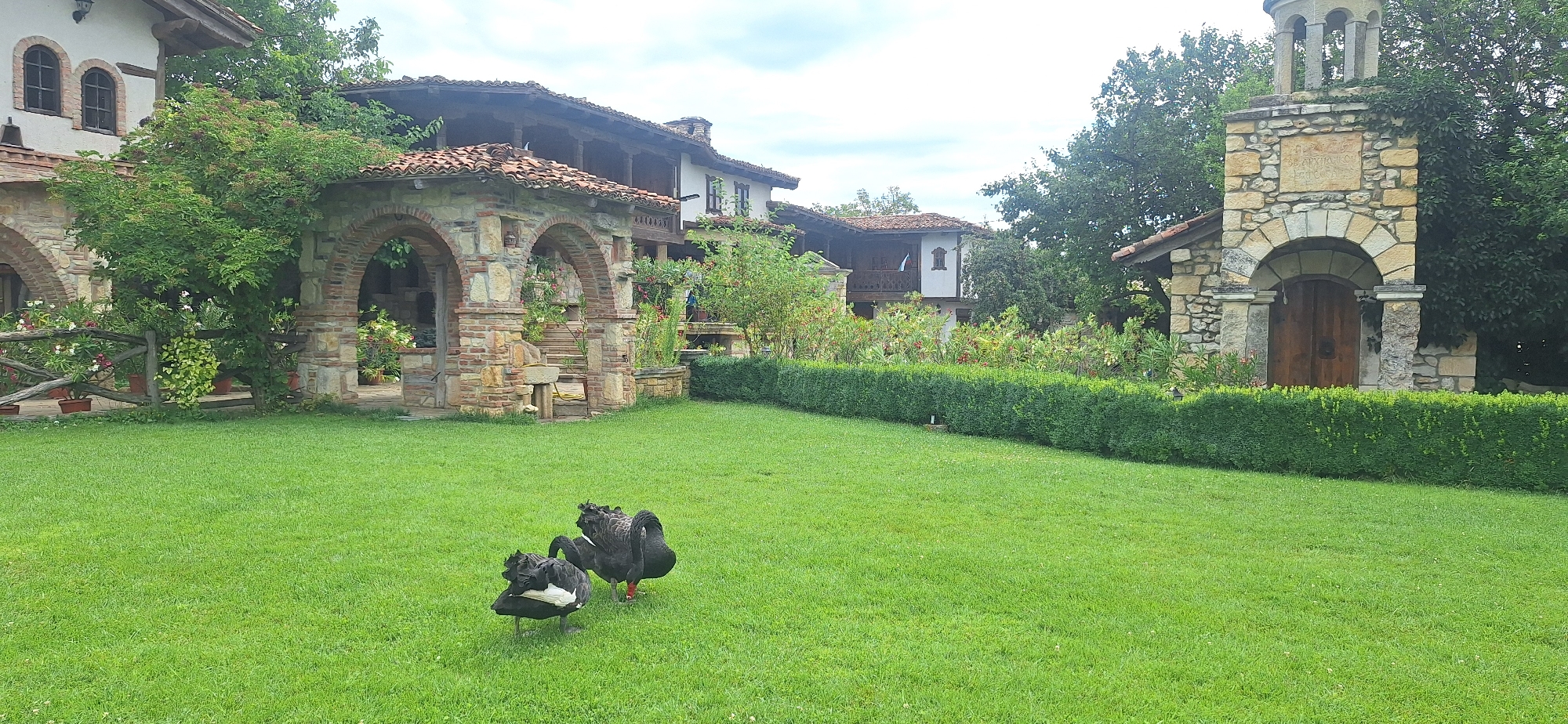 The image depicts a picturesque courtyard with traditional Bulgarian architecture in the city of Kalimantsi, Bulgaria. In the foreground, two black swans stand on a lush green lawn. The larger swan on the right has its neck gracefully curved, while the smaller swan on the left faces away from the viewer, displaying white markings on its wings.
Behind the swans, a meticulously trimmed green hedge forms a natural boundary. Beyond the hedge, several buildings are visible. To the left, a stone archway covered in climbing plants leads to a courtyard with stone columns and a tiled roof. Further back, a multi-story building with a dark tiled roof and wooden balconies is partially obscured by trees. To the right, a small stone chapel with an arched wooden door and a bell tower stands prominently, surrounded by dense foliage. The overall scene conveys a sense of historical charm and natural beauty.