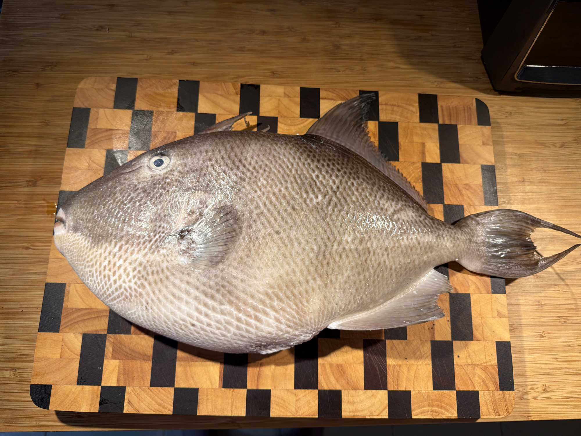 A gray triggerfish lies on a checkered wooden cutting board. The board is made of alternating light and dark wood squares. The fish is positioned diagonally across the board, with its head to the left and tail to the right. Part of a dark object is visible in the upper right corner of the image. The fish appears to be freshly caught and uncooked. There is no indication of the image's location in Even Yehuda, Israel.