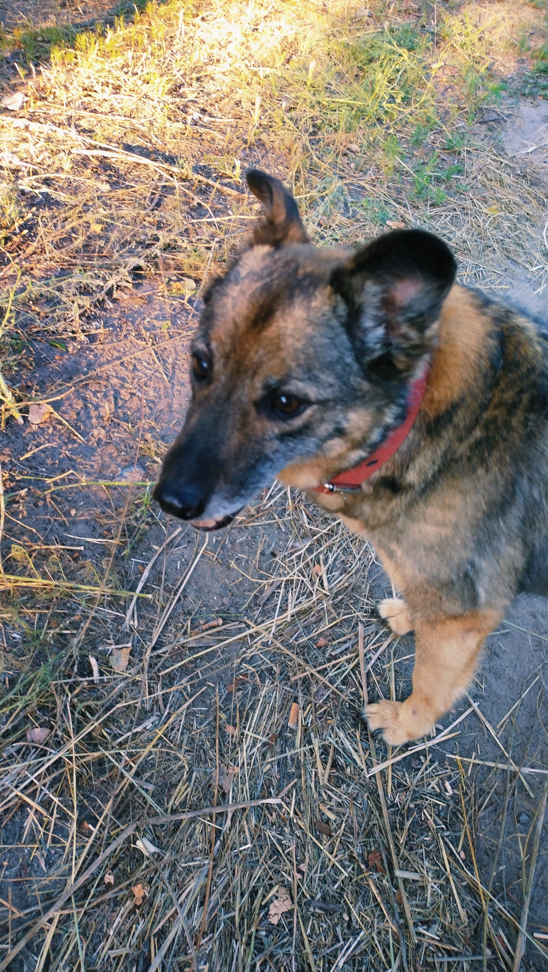 A medium shot photograph captures a dog with a brindle coat standing on dry grass and dirt. The dog, facing left, has its head turned slightly towards the camera, revealing its alert brown eyes. A red collar encircles its neck. The background consists of dry grass and soil, with areas of sunlight dappling the ground. The scene appears to be an outdoor environment, possibly a park or natural area, within the city of Horishni Plavni, Ukraine.