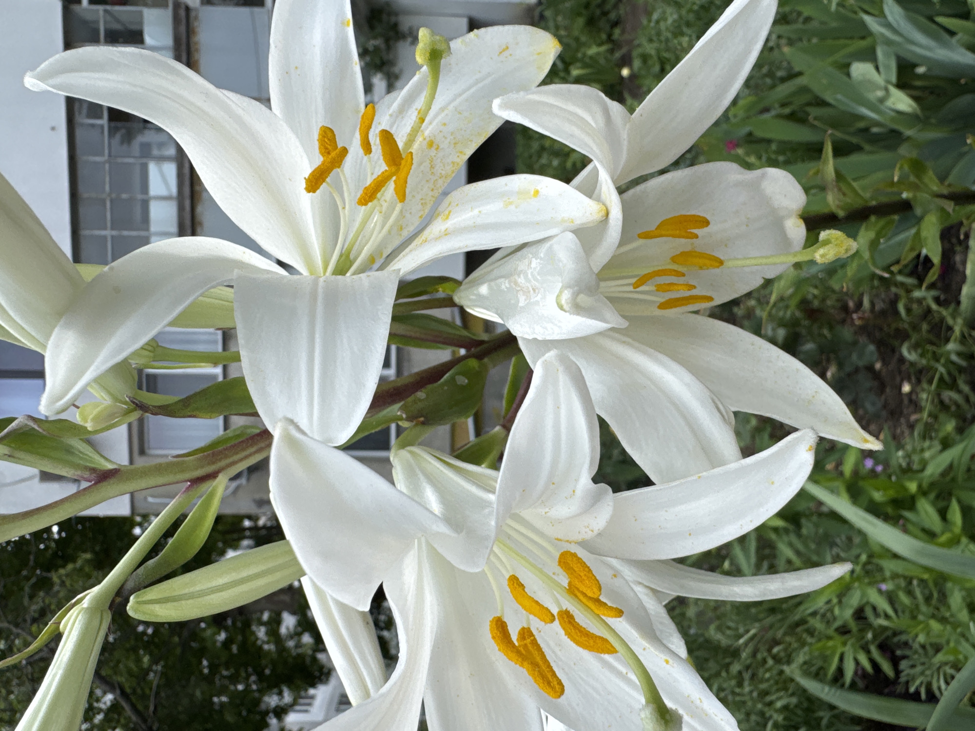 The image depicts a cluster of white lilies in bloom, with prominent yellow stamen. The flowers are in the foreground, with a blurred background suggesting an urban environment. In the distance, a building with windows is visible, along with greenery. The composition is a close-up shot, focusing on the intricate details of the lilies, such as their petals, stamens, and stems. The lighting appears natural, likely daylight, highlighting the delicate texture of the flowers. The scene evokes a sense of natural beauty within a potentially built-up area, hinting at a garden or park within the city of Varna, Bulgaria.