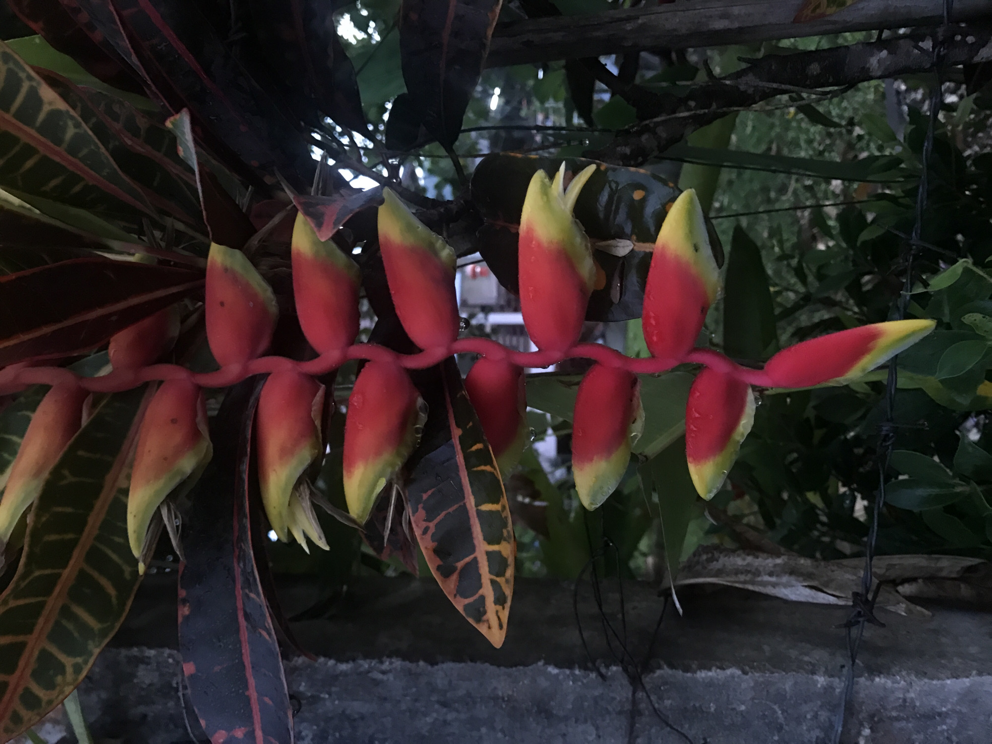 A cluster of red and yellow heliconia flowers hangs down in front of dark green and red foliage. The flowers are elongated and have pointed tips, with dew drops visible on some. To the left, a grey concrete wall is visible, with barbed wire running horizontally in the foreground. The background is out of focus and appears to be a natural environment with greenery. The lighting suggests it is either early morning or late afternoon. The image was taken in Baan Mae Nam, Thailand.