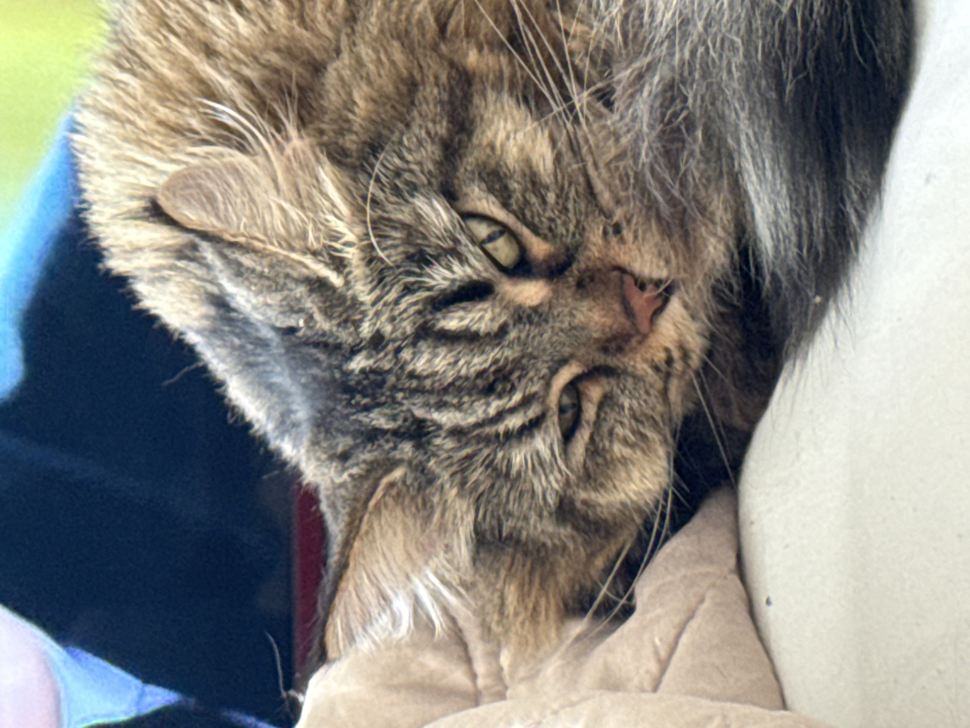 The image depicts a domestic cat, specifically a long-haired tabby, in a state of rest within an indoor environment. The cat's fur exhibits a mottled pattern of brown, black, and grey stripes. Its eyes are partially closed, appearing greenish-yellow, and a pink nose is prominent on its muzzle, surrounded by numerous white whiskers. Visible ear tufts extend from the inner ear. The cat is lying with its head resting on a soft, light-beige fabric, likely a blanket or cushion. The background immediately behind the cat is a blurred dark blue, with hints of brighter blue and muted green textures in the upper portion of the frame. A dark, bushy tail is visible in the lower right quadrant. The surface beneath the cat's lower body is a light, off-white material. The lighting is soft and diffuse. No identifiable landmarks, signage, or contextual details specific to the city of Izhevsk, Russia, or any other particular geographic location are present within the visual information provided by the image. The scene is consistent with a generic domestic interior.