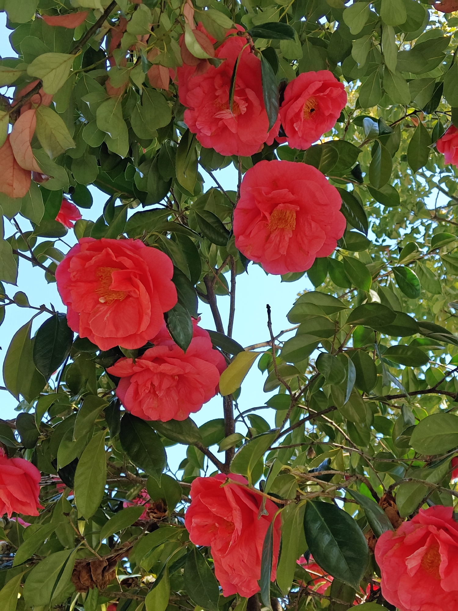 The image shows red camellia flowers blooming amidst green leaves, set against a light blue sky. It appears to be a natural setting, likely a garden or park. Specific details to indicate its location in Batumi, Georgia are absent.
