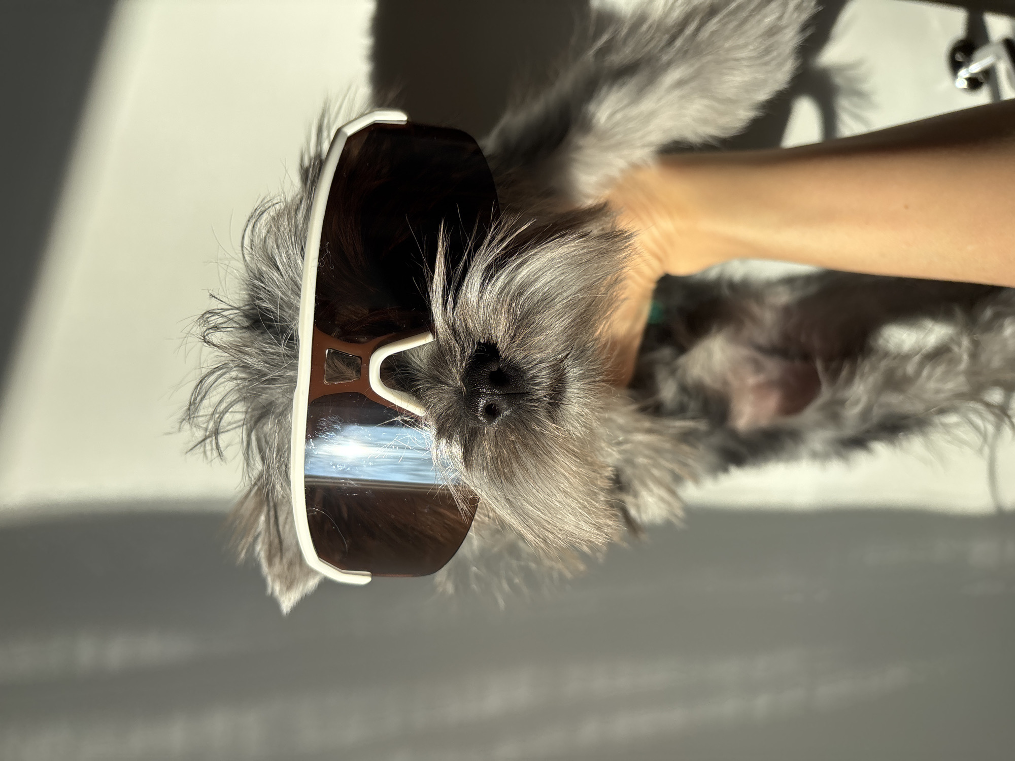 A small, gray and white dog, consistent with a Schnauzer breed, is depicted in a close-up portrait. The dog wears white-framed, brown-tinted wraparound sunglasses. Its prominent muzzle is visible beneath the sunglasses. The dog is being held by a human hand and forearm, which exhibits a light skin tone and is positioned beneath the dog. The background is an interior setting featuring a light-colored wall, illuminated by direct sunlight that casts distinct shadows from an unseen window structure. The specific location within the city of Chaikovsky, Russia, is not discernible from the visual information provided.