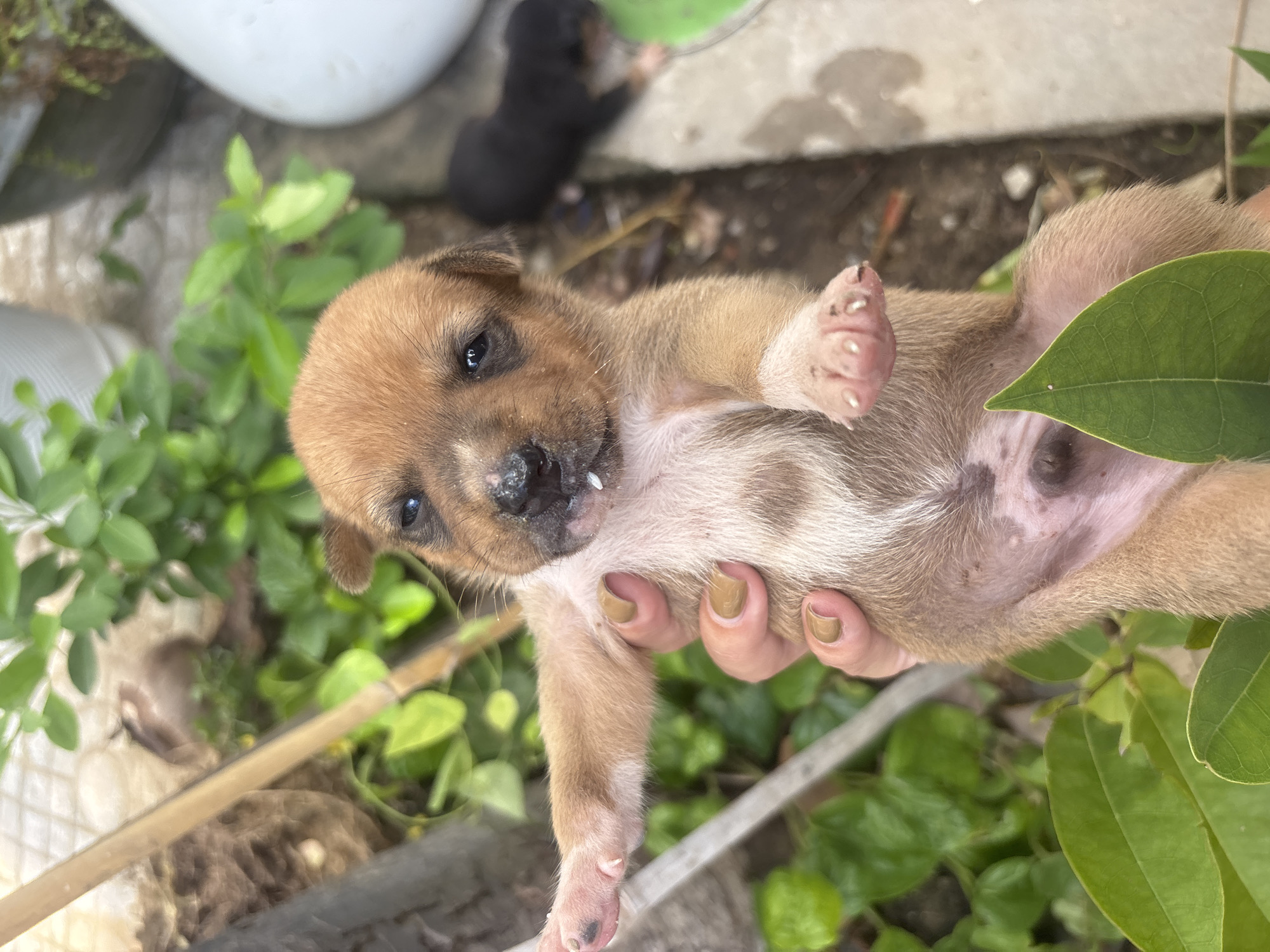 A person's hand, with light brown nail polish, is holding a tan and white puppy. The puppy is facing the camera and appears to be a few weeks old. It has dark eyes, a wet black nose, and a few white specks around its mouth. The puppy's paws are visible, with a dark spot on one of its toes. In the background, there is green foliage, a dirt ground, and some large white planters. A blurry dark-colored puppy is visible in the far background. The image was taken outdoors, likely in a residential area of Đà Nẵng, Vietnam, given the presence of lush greenery and common outdoor elements.