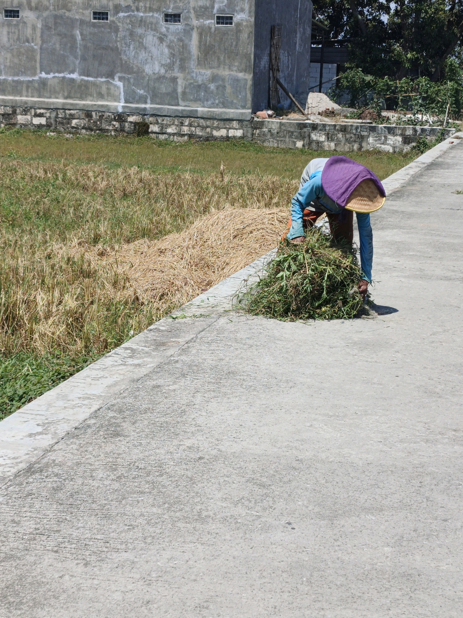 In Panggih, Indonesia, a person is seen crouching on a concrete pathway next to a field of dry grass and vegetation. The individual is wearing a blue long-sleeved shirt, orange pants, and a straw hat with a purple cloth covering. They are actively gathering a large bundle of green grass into their arms. To the left of the field, a concrete building with a textured gray facade and four small square windows is visible. The building is bordered by a low stone wall. The scene appears to be outdoors under bright sunlight, casting a shadow from the person onto the pathway.