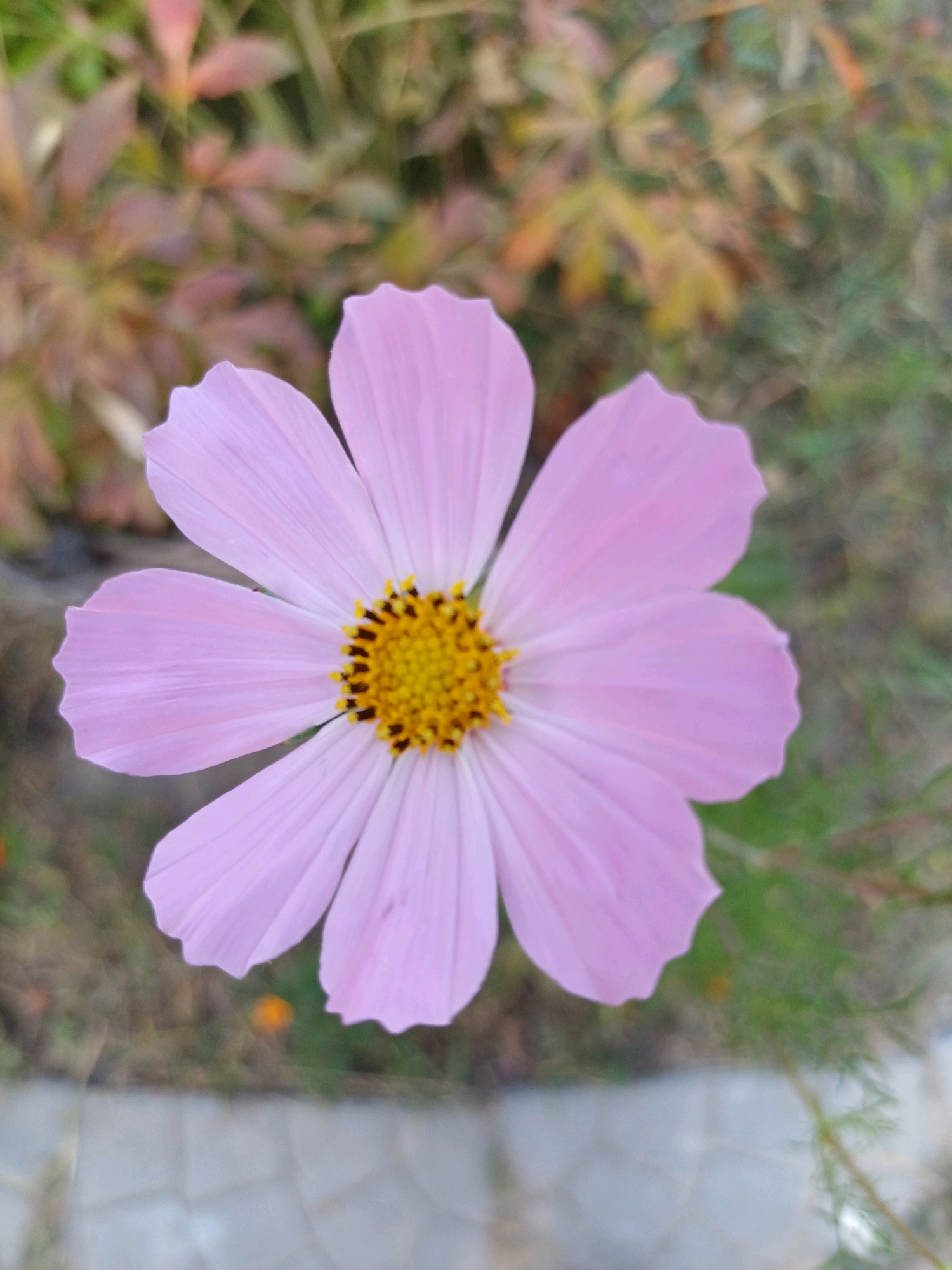 A close-up, overhead shot captures a single, delicate pink cosmos flower. The flower is in focus, displaying its seven soft pink petals with slightly scalloped edges and a vibrant yellow center speckled with black. The background is softly blurred, revealing hints of greenery, foliage in autumnal shades of brown and red, and a section of light-colored paving stones at the bottom. The scene appears to be in an outdoor setting, likely a garden or park, in Sulymivka, Ukraine.
