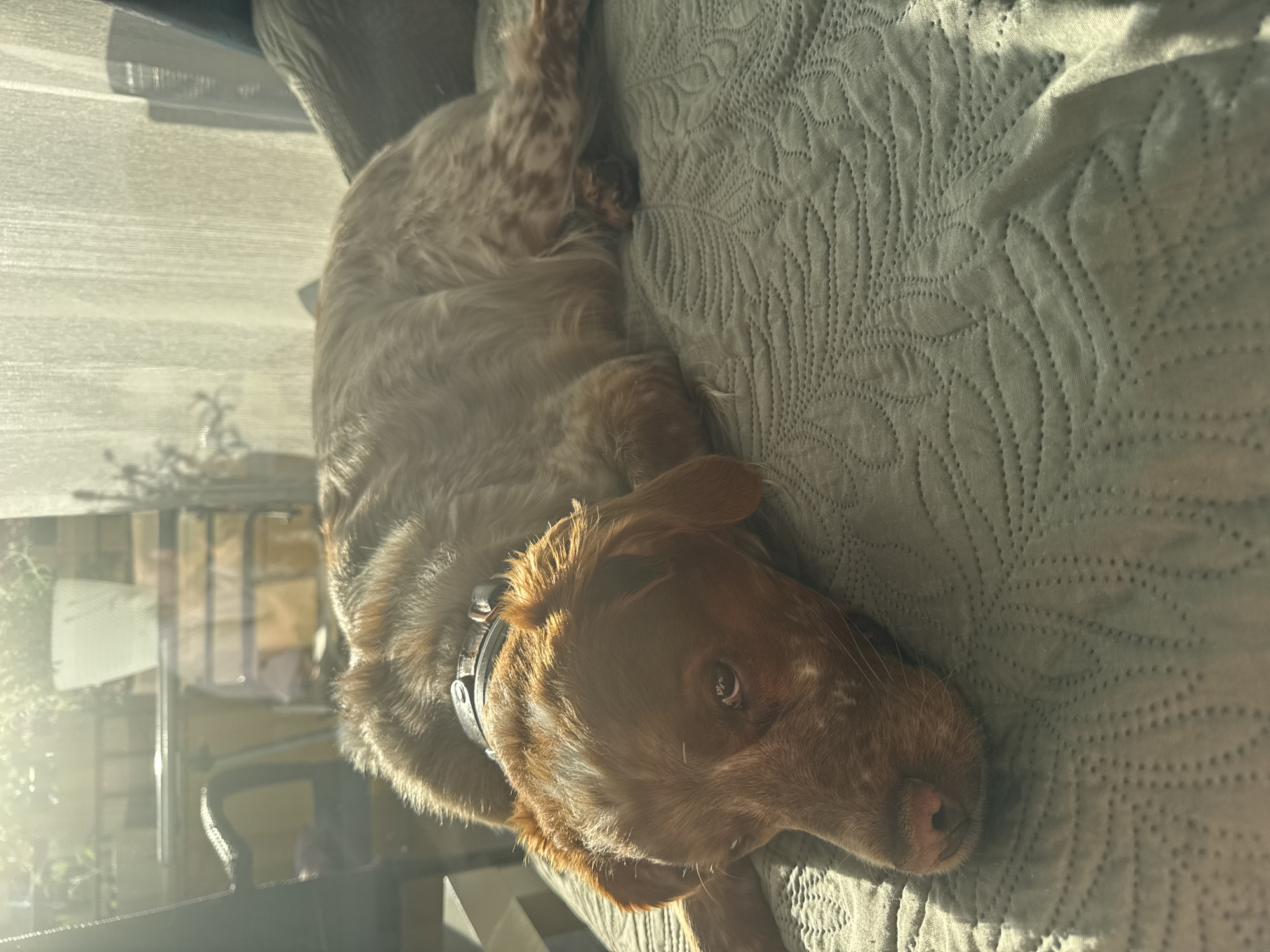 A medium-sized brown and white dog lies on a light green quilted blanket. The dog is wearing a black collar. Light is streaming into the room, likely from a window to the left of the dog. The location is unknown; there is no information provided in the image to indicate this is Sofia, Bulgaria.