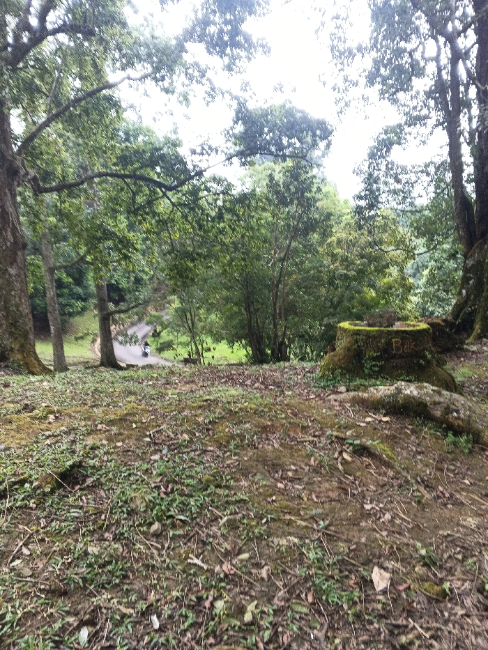 This image depicts a natural, outdoor environment, specifically located in Tah, Vietnam. The scene captures a downward slope through a densely vegetated area, likely a forest or park.
In the immediate foreground, the ground is uneven, composed of exposed earth, scattered green grass, fallen leaves, and twigs. Toward the right midground, a prominent, large tree stump is visible, heavily covered in green moss. The word "Balk" is carved into the side of this stump. Adjacent to the stump lies a large, irregular rock, also covered with moss.
To the left and center midground, several large trees with substantial trunks and branches dominate the view, contributing to a dense canopy that partially obscures the bright, overcast sky.
Further into the background, a paved or dirt path or road is discernible, curving downwards and to the left through the greenery. On this path, a small, white motorcycle is observed, being ridden by an individual wearing dark clothing, heading away from the viewer. Beyond the path, the terrain opens into a lighter green, grassy area, which then transitions into a dense forest extending into the distance. The overall environment is lush, with numerous trees and undergrowth.