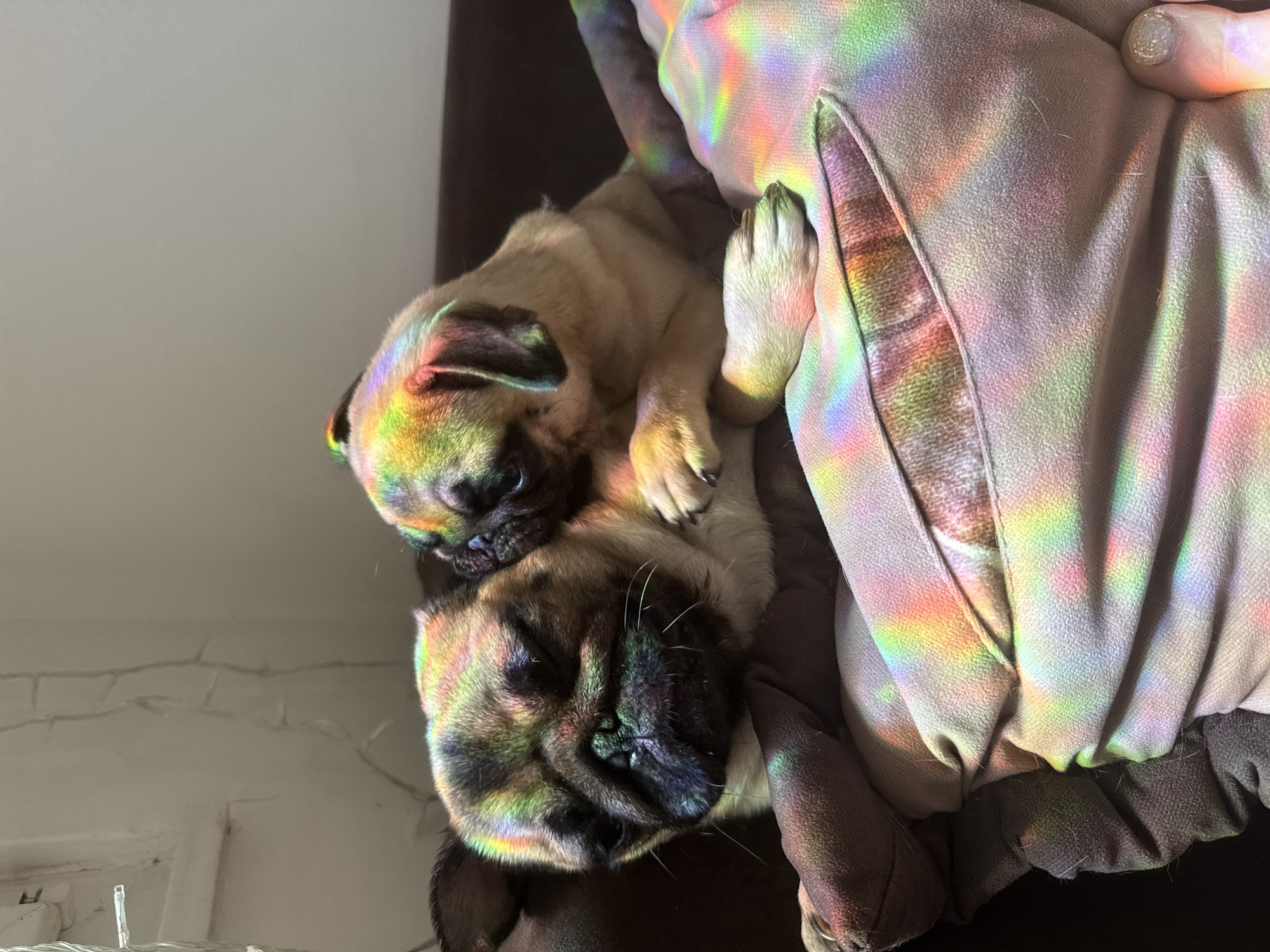 A close-up, upside-down shot shows an adult pug and a pug puppy snuggled together, basking in a rainbow-colored light. The puppy is on top of the adult. The scene appears to be indoors. To the right of the pugs is a grey and brown fabric item, potentially a blanket or piece of clothing, also reflecting the rainbow light. The background includes a cream-colored wall.