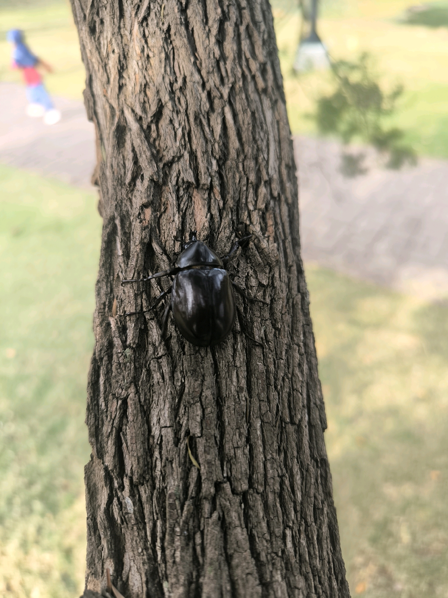 A black beetle with visible legs and antennae clings to the rough bark of a tree trunk. The tree trunk occupies the majority of the foreground, with its textured surface dominating the frame. The background is blurred, showing a grassy area and a pathway. In the far left background, a person in a blue hooded jacket, red shirt, and blue pants is partially visible, walking away from the camera. The scene is outdoors, likely in a park or natural area within Bandung City, Indonesia, given the context.
