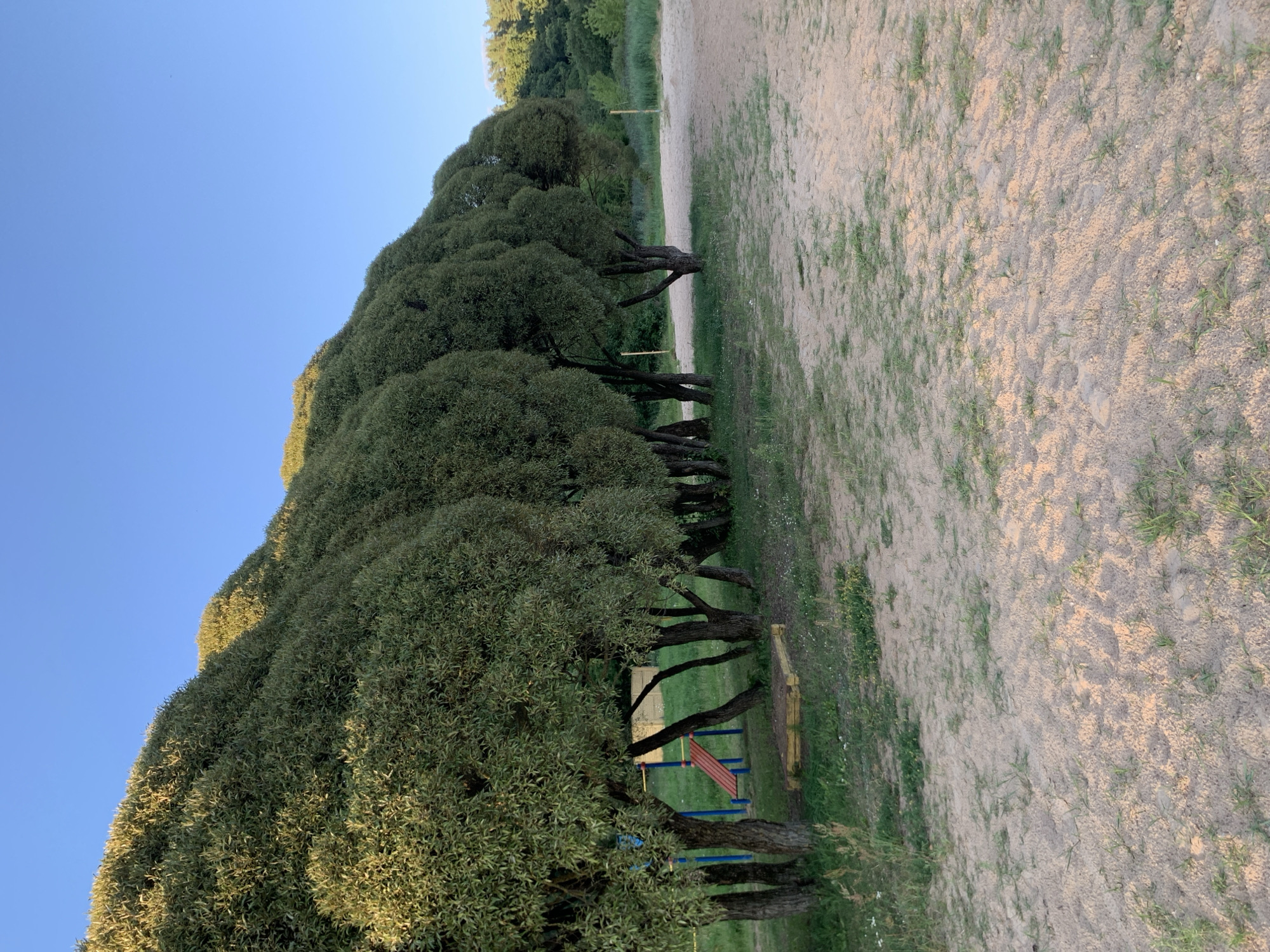 This image depicts a row of trees with lush green foliage lining a sandy area. The trees have thick trunks and rounded canopies, creating a natural screen. In the background, a clear blue sky dominates the upper portion of the frame. To the left, a small playground structure with blue supports and a red slide is visible, partially obscured by the trees and greenery. The ground is a mix of sand and sparse grass, suggesting an outdoor location. In the distance, more trees and vegetation form a backdrop. The lighting indicates it is either early morning or late afternoon. The scene appears to be a tranquil outdoor recreational space in the city of Kapyĺ, Belarus, possibly a park or a beachside area.
