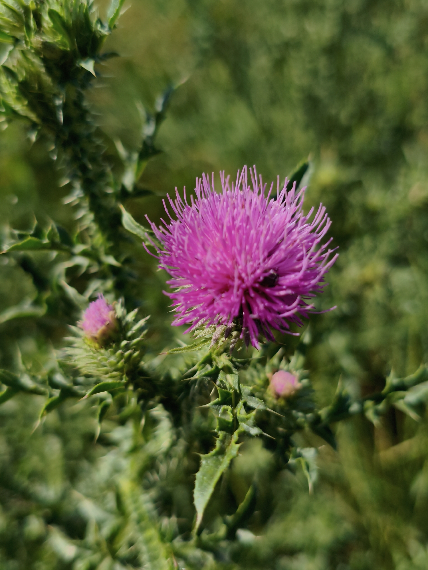 A close-up, eye-level shot of a pink thistle flower with sharp green leaves and buds in a field near Psilske, Ukraine. The flower is in full bloom, with delicate petals radiating outwards. The background is a blur of green foliage, suggesting a natural, outdoor setting. The lighting is natural, with the sun illuminating the flower from the side. The image is sharp and detailed, with a shallow depth of field that blurs the background and emphasizes the subject. There are no people or animals visible in the image. The overall impression is one of natural beauty and serenity.