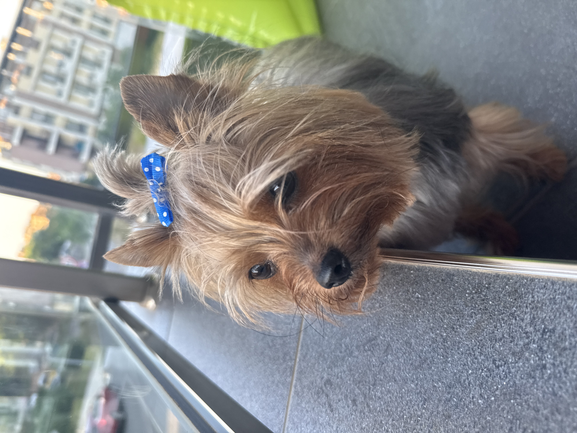 A Yorkshire Terrier dog with a blue polka-dot bow in its fur is leaning over a gray railing, looking to the left. The dog has brown and gray fur, with its face primarily tan. Behind the dog, a blurred background shows buildings and a street, suggesting an urban setting. The lighting suggests it is either early morning or late afternoon. The railing appears to be made of metal. The dog is positioned in the foreground, with the background out of focus. The scene is likely a balcony or patio overlooking a street in Sozopol, Bulgaria, given the architectural style of the buildings in the background.