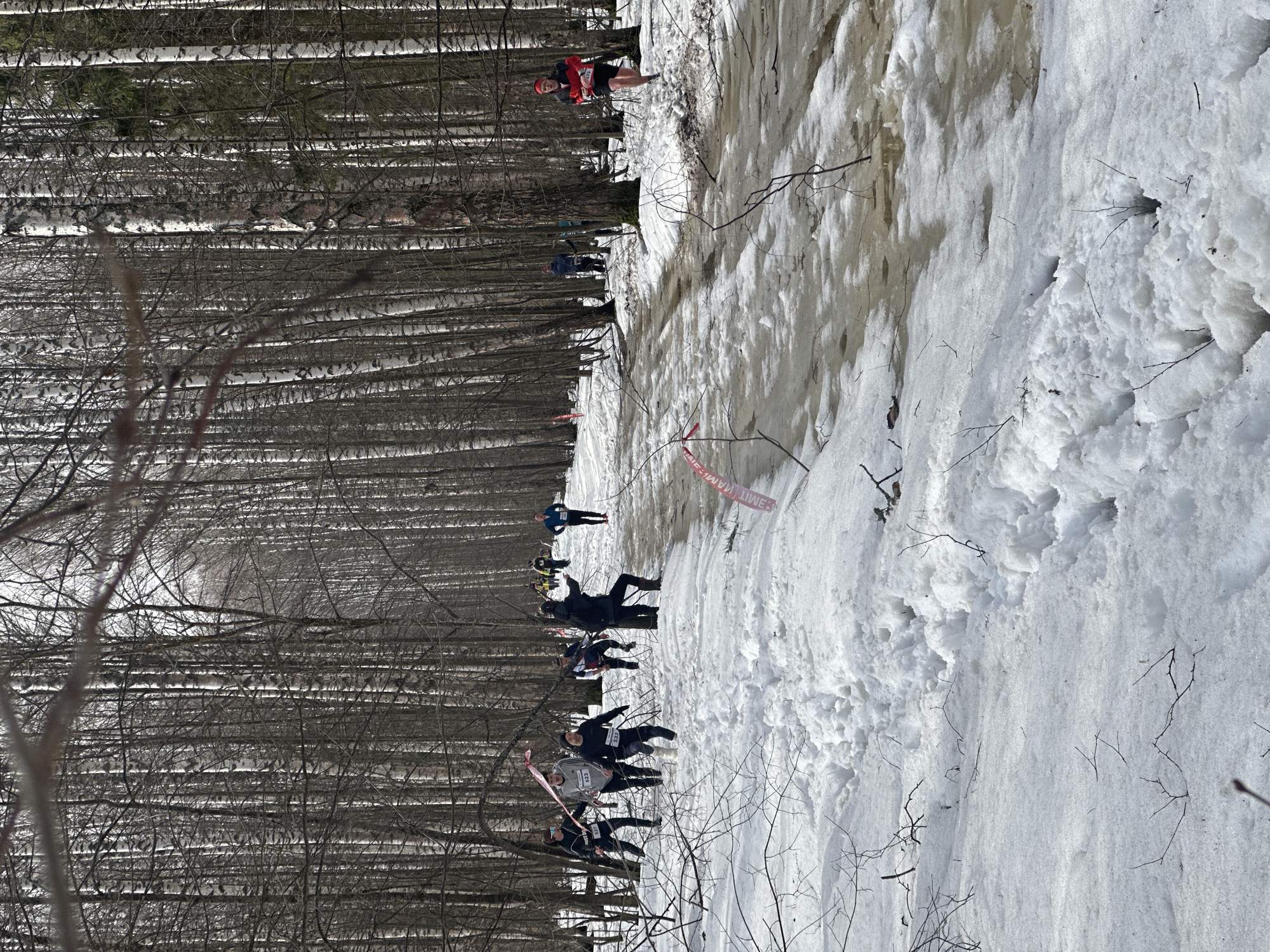 A winter scene in Zelenodolsk, Russia, shows a group of people participating in an event or race, trekking through a snowy, partially melted area alongside a birch forest. Runners are spaced out along the path, some identifiable by their race numbers. A red and white barrier tape marks a section of the course. The ground is covered with snow, showing signs of melting with water visible in some areas. Bare branches from trees are scattered in the foreground. The forest consists of tall birch trees with their characteristic white bark. The day appears bright, though the angle of the photograph suggests it might be midday.