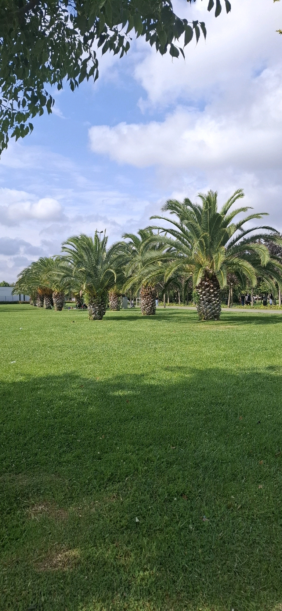 A vertical, outdoor, daytime shot captures a manicured park with a line of palm trees receding into the distance. The foreground is dominated by a lush green lawn, partially shaded by dappled sunlight. Beyond the lawn, a row of mature palm trees, with their distinctive textured trunks and fronds, are planted in a line. In the background, there are more trees, some structures, and a hint of a cloudy blue sky. The scene suggests a well-maintained public space in a city.