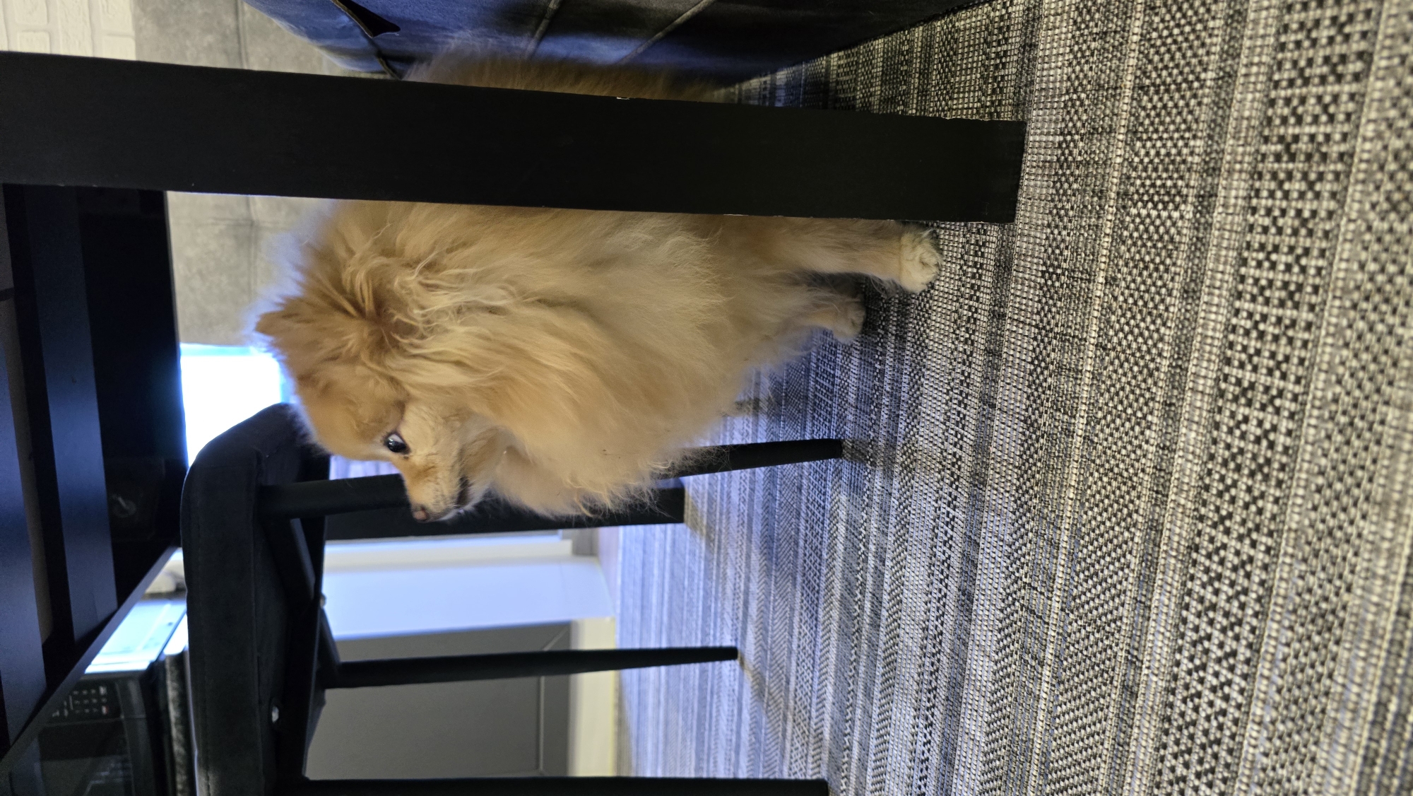 A fluffy, light brown Pomeranian dog is positioned under a dark-colored table, looking to its left. The dog has bright eyes and a dense coat of fur. The scene takes place indoors, on a striped gray and white rug. The background includes a blurred gray wall and parts of black table legs. The lighting suggests it is daytime, possibly near a window, given the bright light visible from beneath the table. There are no humans present in the image, and the setting appears to be a domestic or office environment.