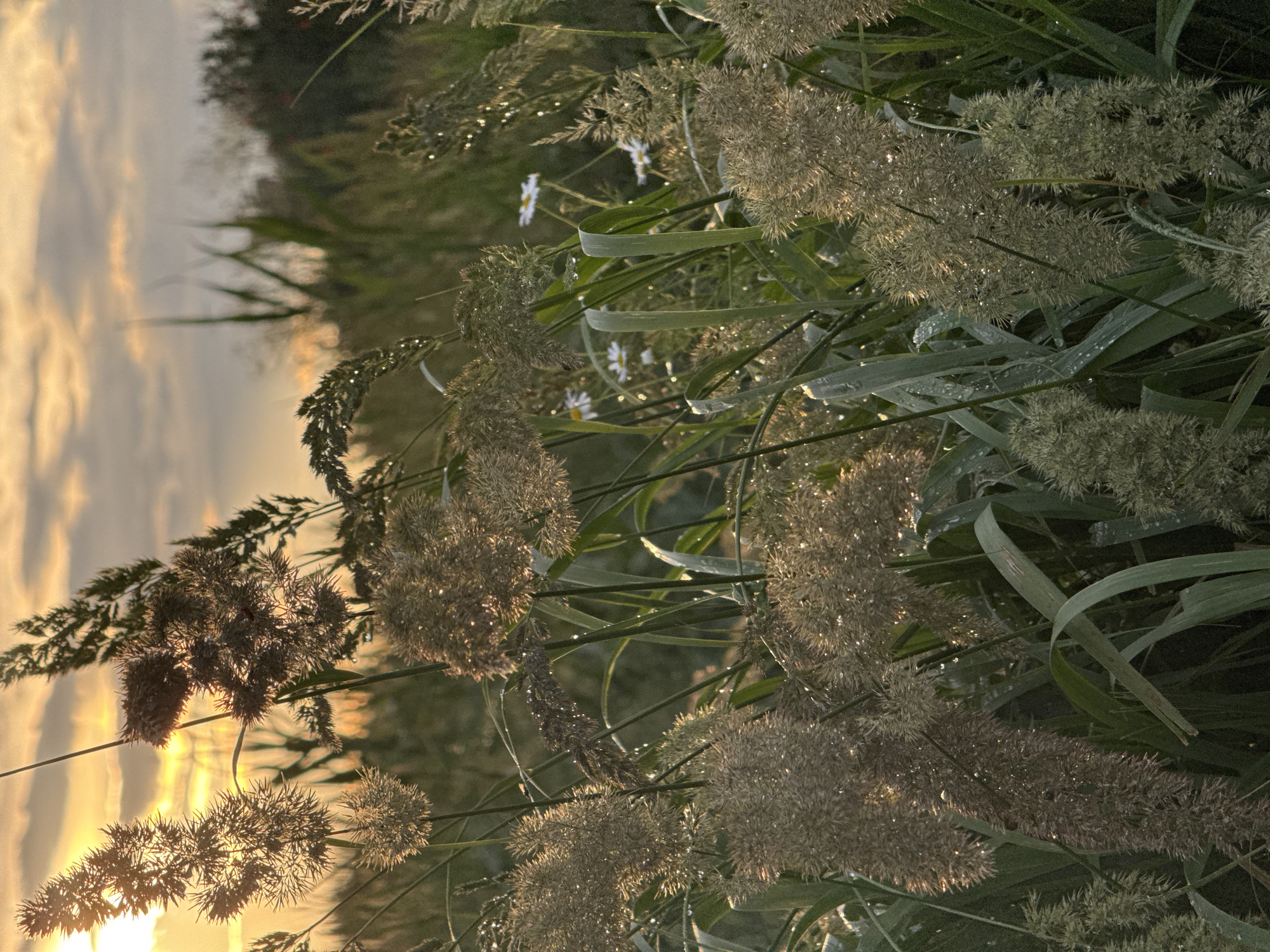 The image depicts a close-up view of tall, feathery grasses against a backdrop of a sunset. The sky is painted with warm hues of orange and yellow, with scattered clouds. The grasses are golden and brown, with some appearing fuzzy or fluffy. Tiny water droplets glisten on the blades of grass, suggesting recent dew or rain. In the distance, a blurred treeline and more vegetation are visible. The overall impression is one of a natural, serene landscape at dusk. The image does not contain any information that would indicate its location in Mikhaylovsk, Russia, or any specific details about people, actions, or interactions.