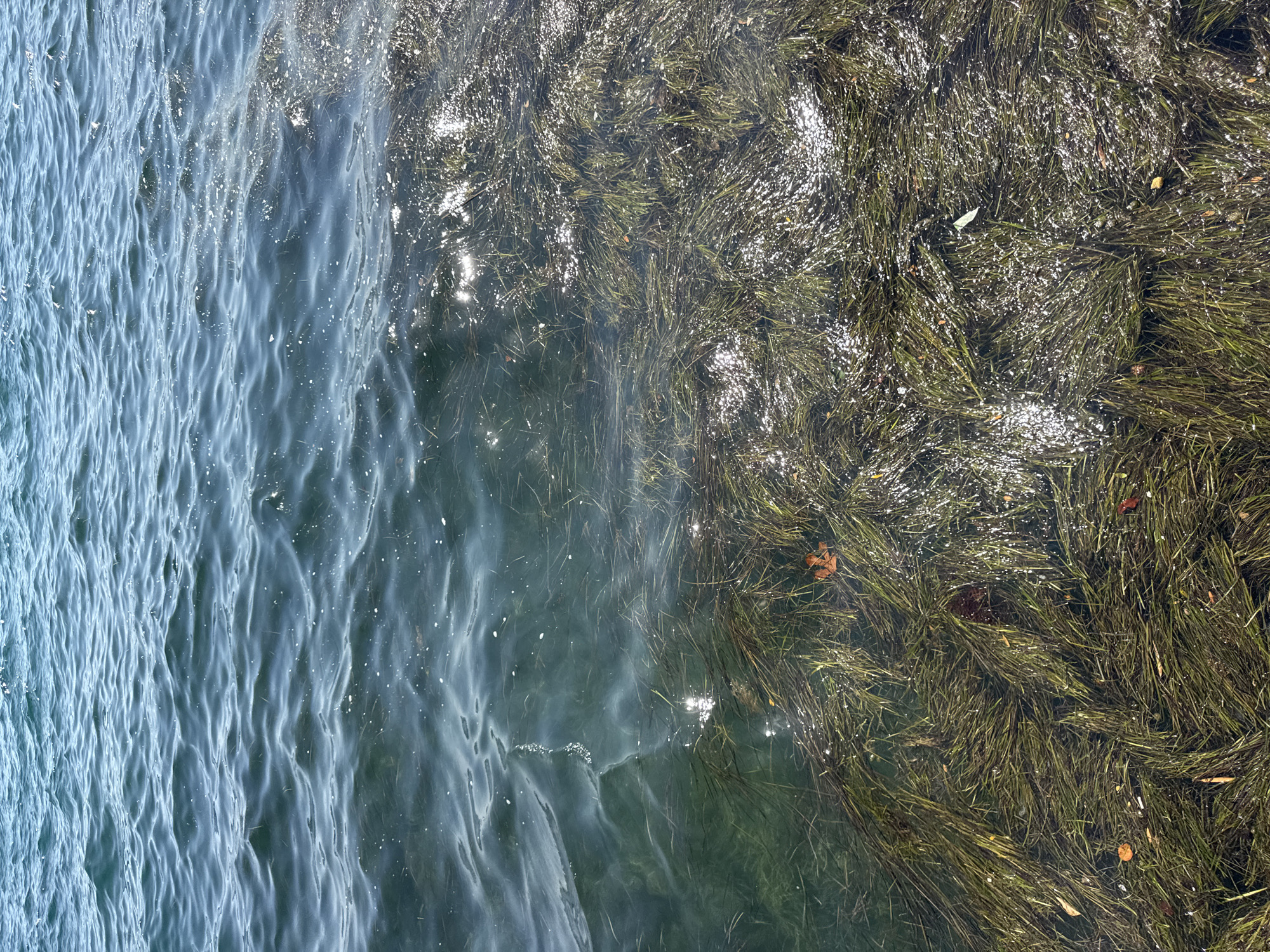 This image shows a close-up view of the Adriatic Sea's surface near Tivat, Montenegro. The water is a deep blue in the upper half, with gentle ripples creating patterns of light and shadow. In the lower half, the water becomes clearer, revealing a dense bed of submerged vegetation, likely seagrass. This submerged flora appears as a thick, dark green mat, with strands swaying slightly with the water movement. Sunlight reflects off the water's surface, creating bright glints that highlight the texture of the waves and the submerged plants. A few small, fallen leaves, one reddish-brown and others darker, are visible amongst the seagrass, suggesting they have drifted from nearby trees. The overall impression is of a natural, undisturbed marine environment.
