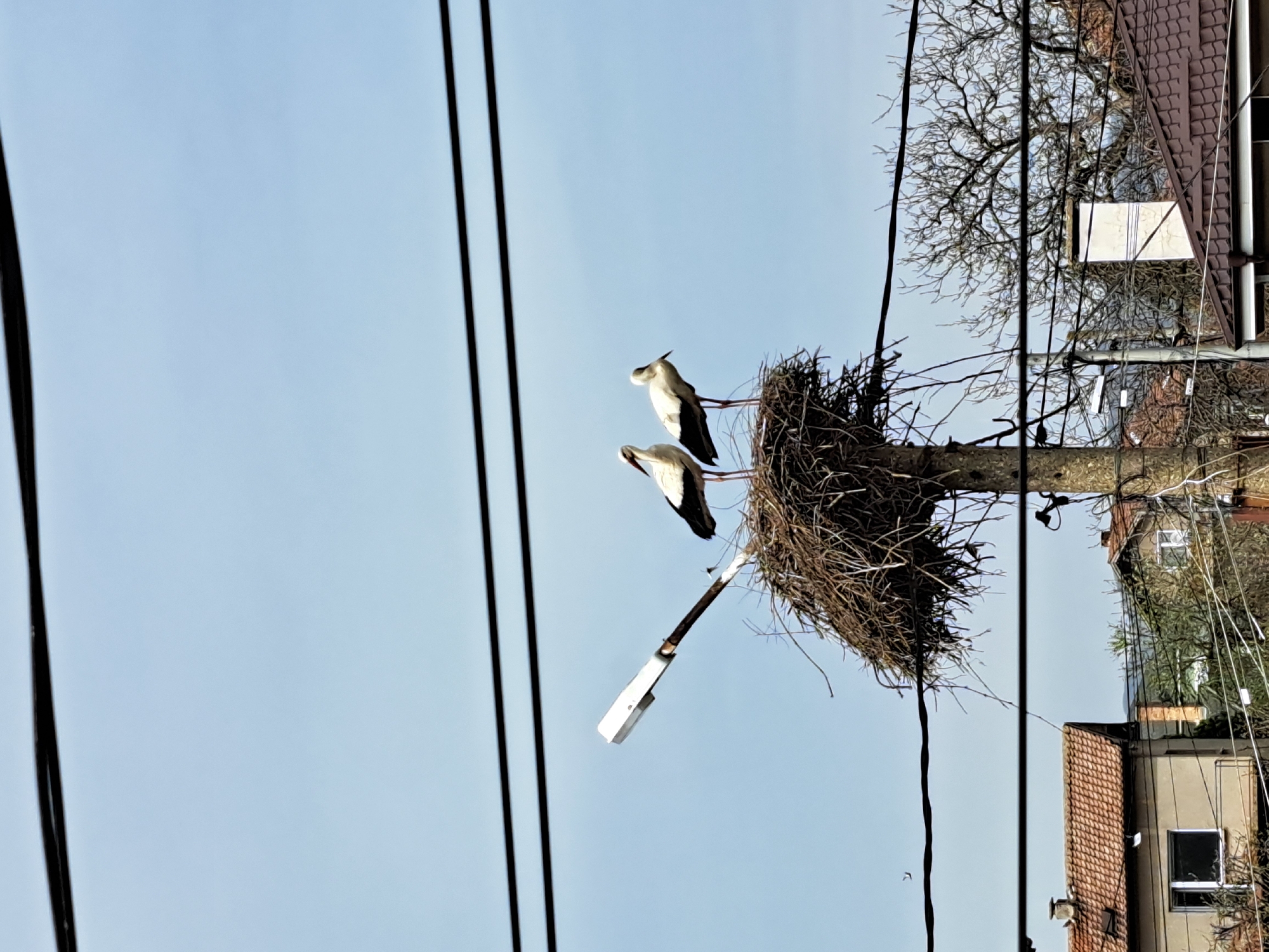 The image shows a storks' nest, situated atop a light pole, possibly in Chepintsi, Bulgaria, given the prompt. Two storks are visible in the nest. The foreground features electrical wires. The background shows buildings with tile roofs and a bare tree. The sky is light blue.