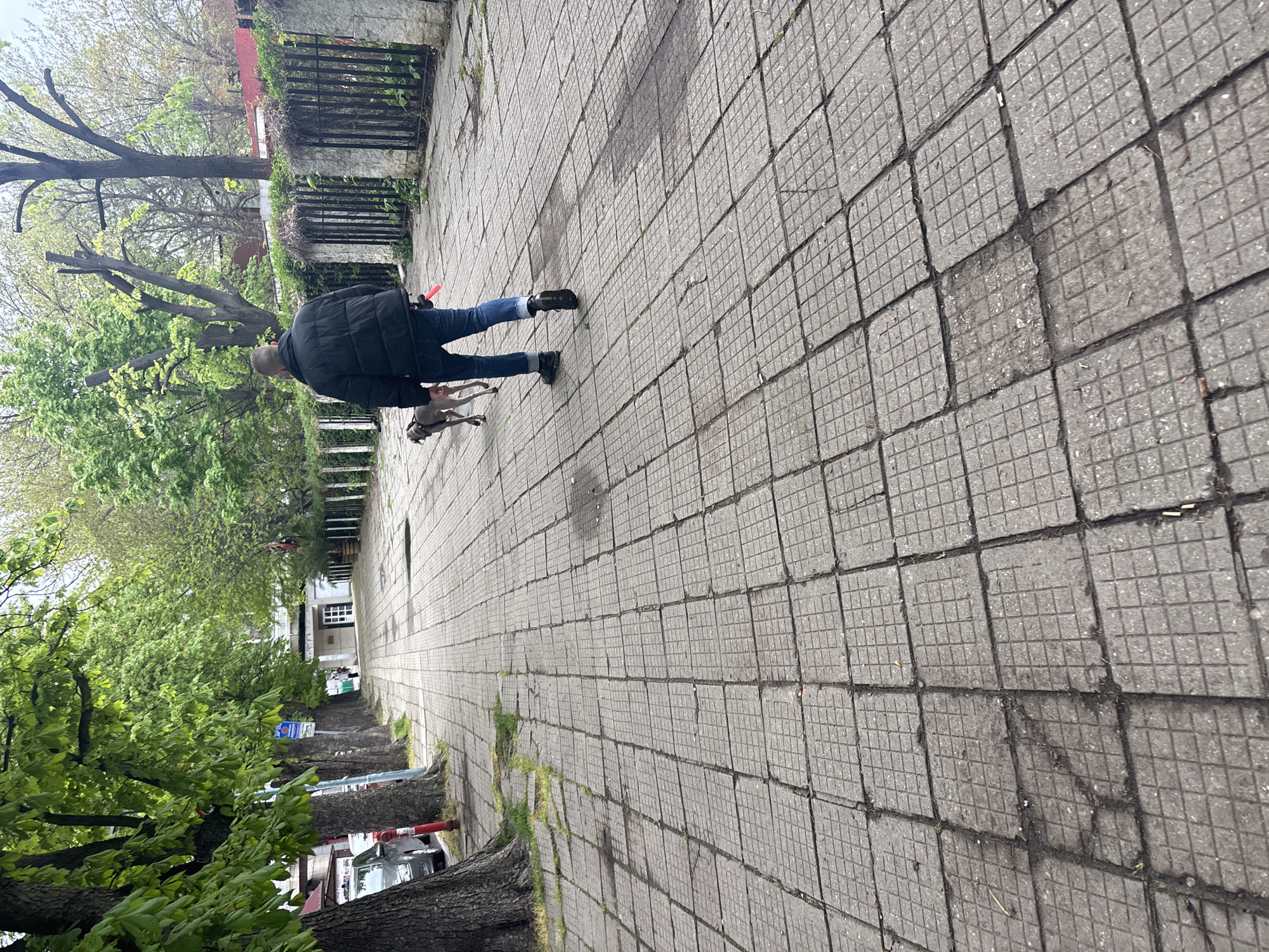 An overhead photograph, rotated on its side, captures a person walking a dog on a paved pathway. The person, viewed from behind, wears a black quilted jacket and blue jeans, with a red object attached to their belt. A small, slender, light-colored dog, possibly a Whippet or Italian Greyhound, walks closely beside the person on a leash.
The path consists of large, square concrete tiles, each embossed with a smaller grid pattern. Patches of weeds and grass grow through cracks and along the edges of the pathway, indicating some wear. To the left of the path, a lush green area with numerous trees is visible; some trees are bare, while others are covered in fresh, bright green leaves, suggesting early spring. A dark metal fence runs along the right side of the path, separating it from another vegetated area.
In the distance, a white building with dark windows and doors stands, its exterior wall covered in small, light-colored tiles. Several cars are partially visible, parked beneath the trees further along the street. The scene is illuminated by soft, diffused light under an overcast sky, indicating it is daytime. A blue sign with unreadable white text is partially obscured by tree foliage in the mid-ground. The image depicts a calm, ordinary moment of a person walking their dog in a tree-lined, paved environment.