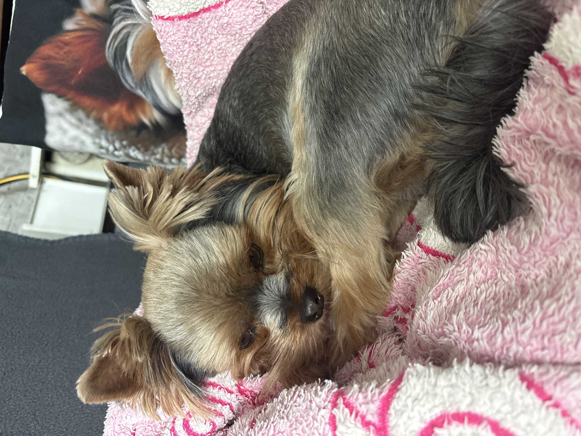 A small dog, likely a Yorkshire Terrier, is captured in a close-up, relaxed pose, lying on a fluffy pink and white towel or blanket. The dog's head is slightly tilted, and it looks directly towards the camera with a calm expression. Its fur displays a blend of golden-tan on its face, ears, and lower body, contrasting with dark grey or black fur covering its back. The texture of the dog's fur appears soft and slightly disheveled around its head.
The towel or blanket the dog is resting on features a thick, textured pile with irregular pink and white stripes or patterns. In the blurred background to the left, a dark-colored surface, possibly a cushion or another fabric item, is visible. It has an out-of-focus image of what appears to be a part of an animal's face, characterized by brown and white fur. Further back and out of focus, faint shapes of a white object and a yellow cable can be discerned, suggesting an indoor, domestic environment. The scene evokes a sense of comfort and tranquility, with the dog appearing to be resting or observing its surroundings. There is no visible text, and the time of day or specific location cues are not apparent.