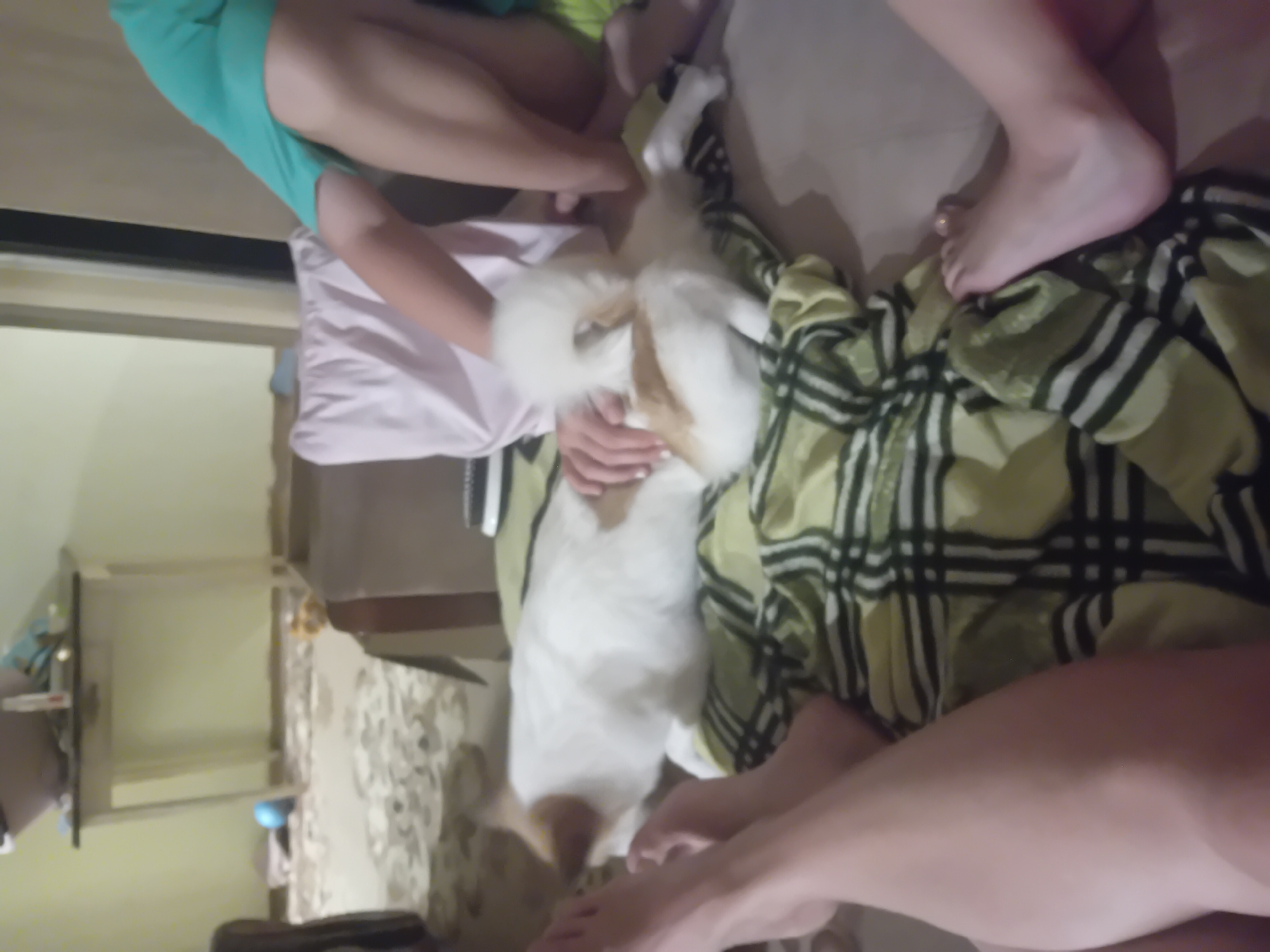 The image depicts a domestic scene, likely indoors. Two individuals, appearing to be adults, are partially visible, with their legs and torsos in frame. One individual is wearing a teal t-shirt. A white and tan dog is lying on a green and black plaid blanket, with one of the individuals' hands resting on the dog. The environment includes a rug on the floor, a table in the background, and furniture. The overall impression is that of a casual, relaxed setting within a home. The location in Chuhuiv, Ukraine, is not discernible from the visual information in the image.