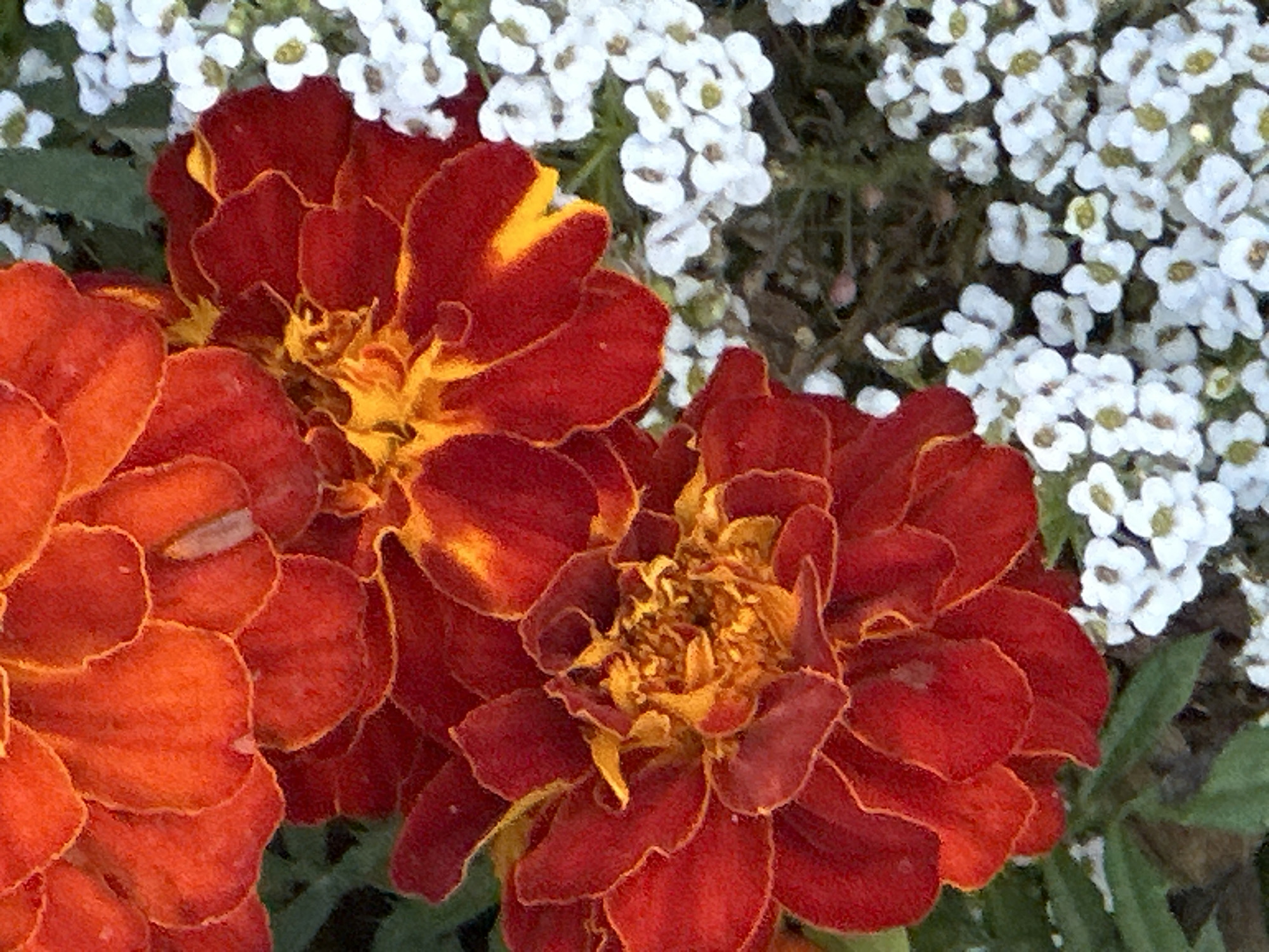 The image displays a close-up, overhead view of two marigold flowers in full bloom, nestled amongst a cluster of small white flowers. The marigolds are predominantly red with vibrant yellow accents, their petals appearing textured and slightly ruffled. The white flowers are delicate and numerous, creating a soft, hazy backdrop. The scene is likely an outdoor garden setting. The provided information about Podolsk, Russia, does not appear to be depicted or derivable from the image itself.