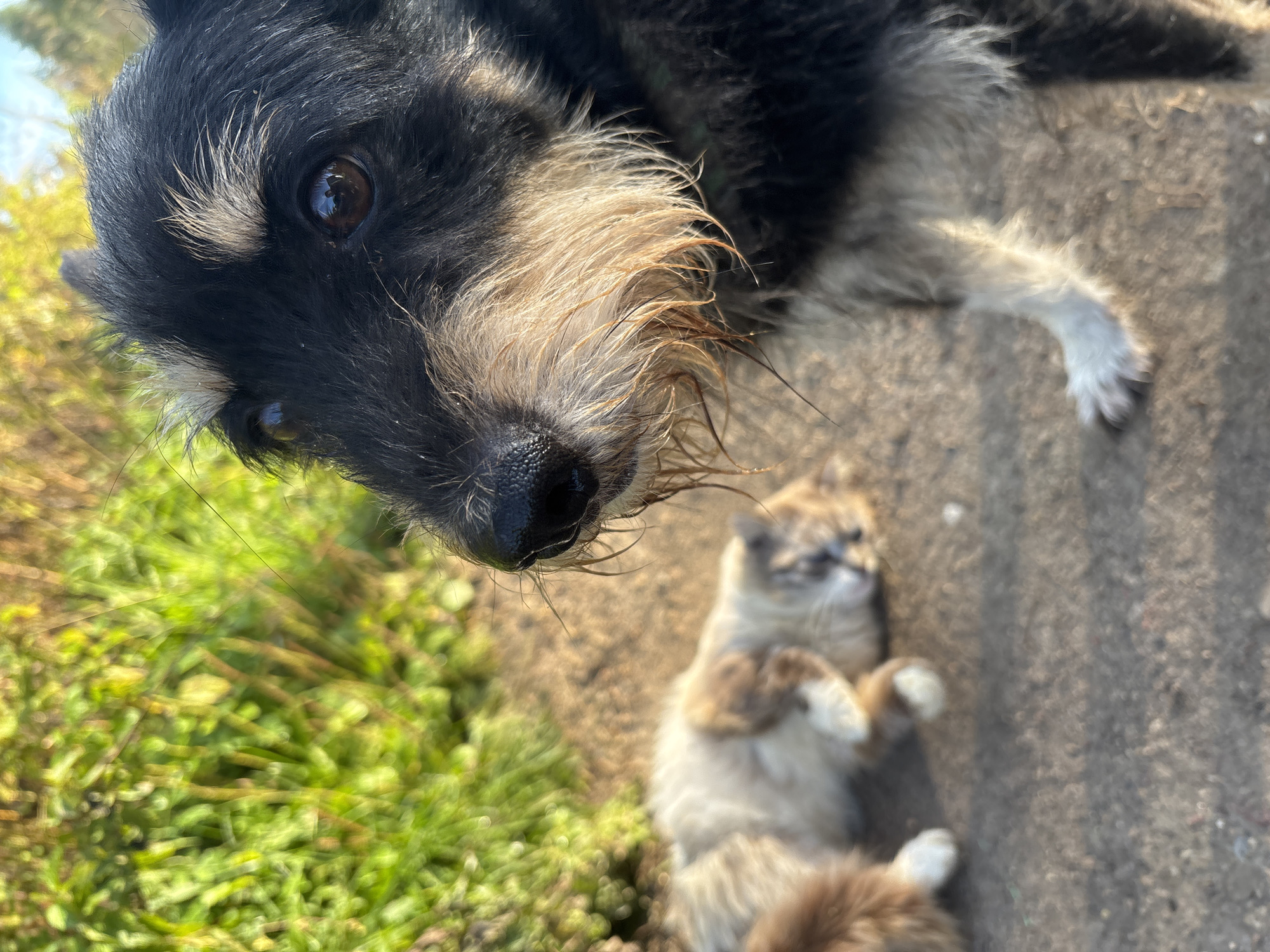 An outdoor medium close-up shot shows a dog in the foreground, looking to the right. The dog has dark fur with light brown and white markings, and its muzzle is damp. In the blurred background, a cat is lying on the ground, appearing relaxed. The environment includes lush green vegetation and a dirt path, suggesting a rural or park setting. The overall lighting indicates it is daytime, possibly late afternoon due to the warm tones. The location is identified as Семибратово, Russia.