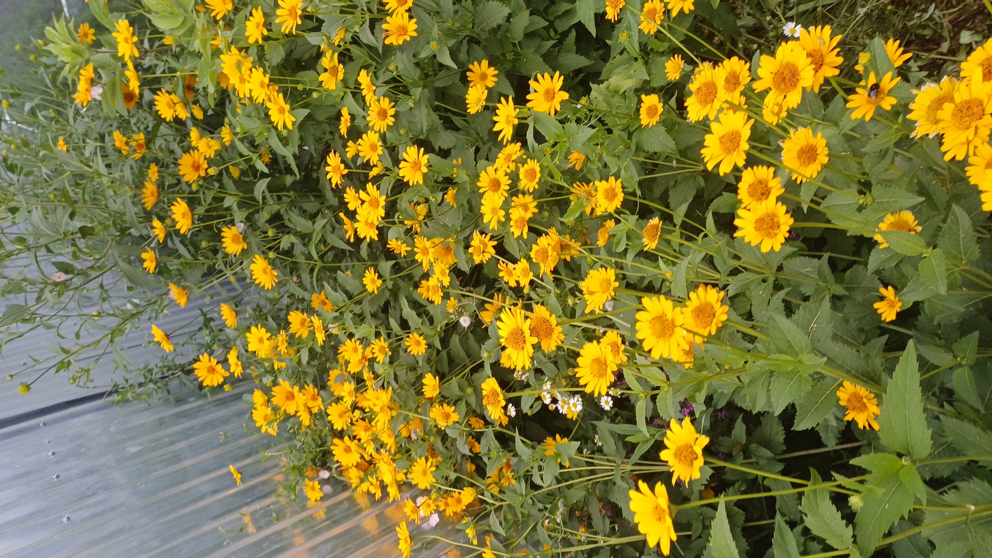A bed of bright yellow flowers, resembling daisies or sunflowers, is in full bloom. The flowers have prominent dark centers and delicate yellow petals. They are densely packed, creating a vibrant carpet of color. Lush green foliage forms a backdrop for the flowers, with some leaves appearing slightly wilted. In the upper left corner of the image, a translucent, ribbed structure, likely part of a greenhouse or similar enclosure, is visible, reflecting light and casting shadows. The overall scene suggests an outdoor garden setting in a temperate climate. The image does not contain any people or animals. The presence of a greenhouse structure hints at a possible horticultural context, perhaps within a park or private garden. While the image itself does not provide specific geographical markers, it depicts a common garden scene that could be found in many locations, including Izhevsk, Russia, during the blooming season.