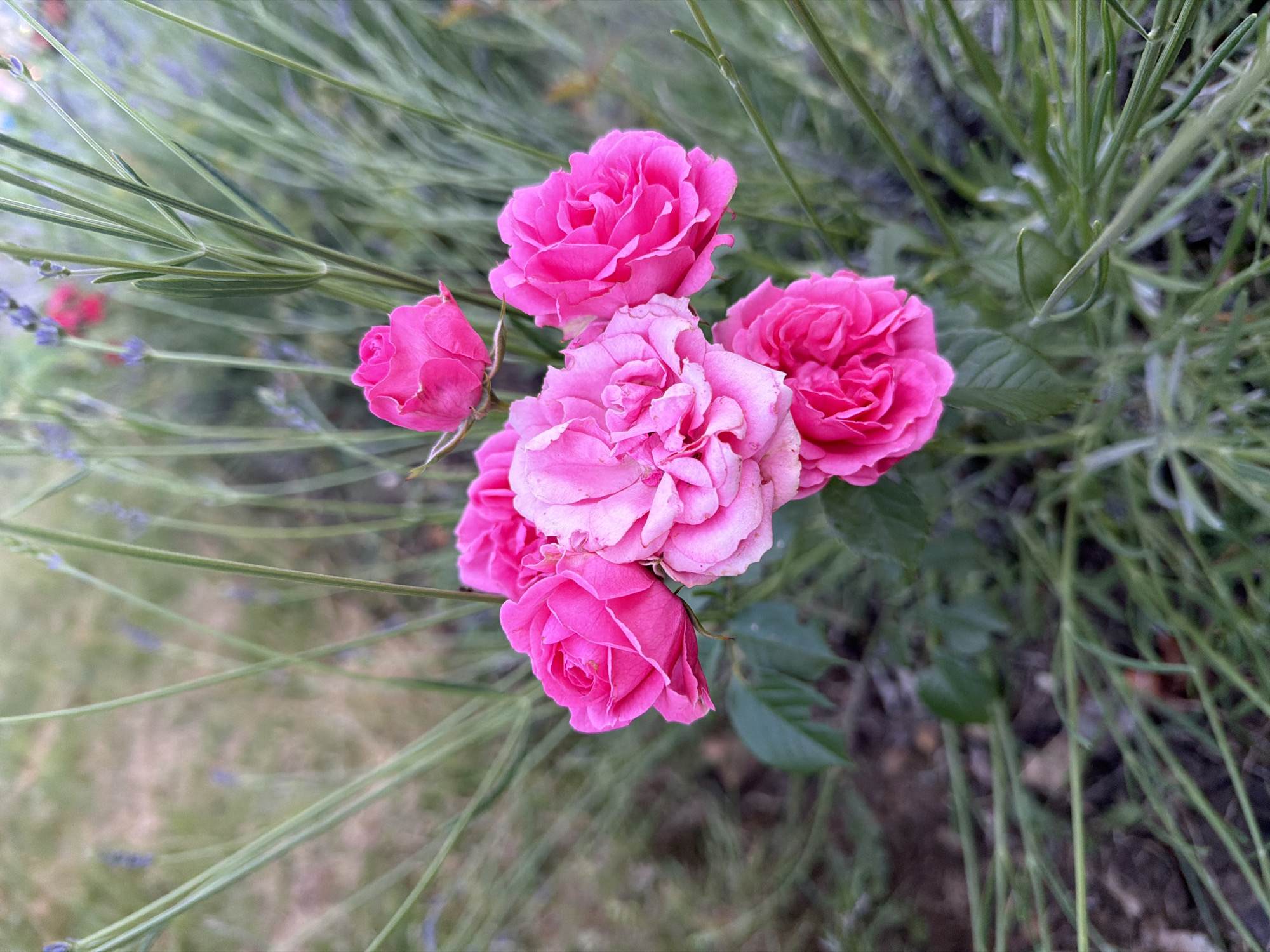 The image displays a cluster of seven fuchsia-pink roses centrally positioned within an outdoor garden in Maidstone, United Kingdom. The roses, exhibiting varied stages of bloom, are composed of multiple, densely packed petals. Visible beneath the flower cluster are dark green rose leaves and stems. The roses are surrounded by numerous slender, light green stalks, some of which feature small, faded purple-blue floral structures, consistent with a species of lavender. The background consists of a blurred, predominantly green and brown gradient, indicating distant foliage and soil. The scene is illuminated by natural, diffused light. No human figures, animals, or man-made structures are present.