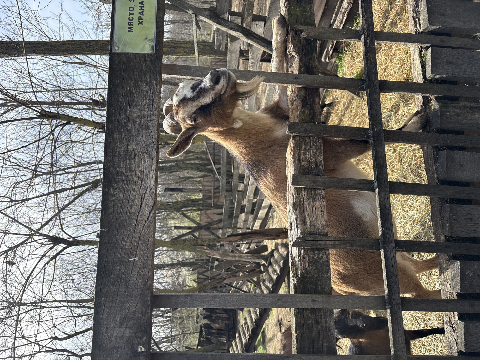 A medium shot shows a tan goat with brown and white facial markings standing in a wooden pen in what appears to be a zoo or farm. The goat has horns and is facing to the right of the frame. The wooden pen is made of roughly hewn boards. Behind the pen, there are trees with bare branches and some vegetation. At the top left of the frame is a sign with text on it. The location is the city of Goritsa, Bulgaria.