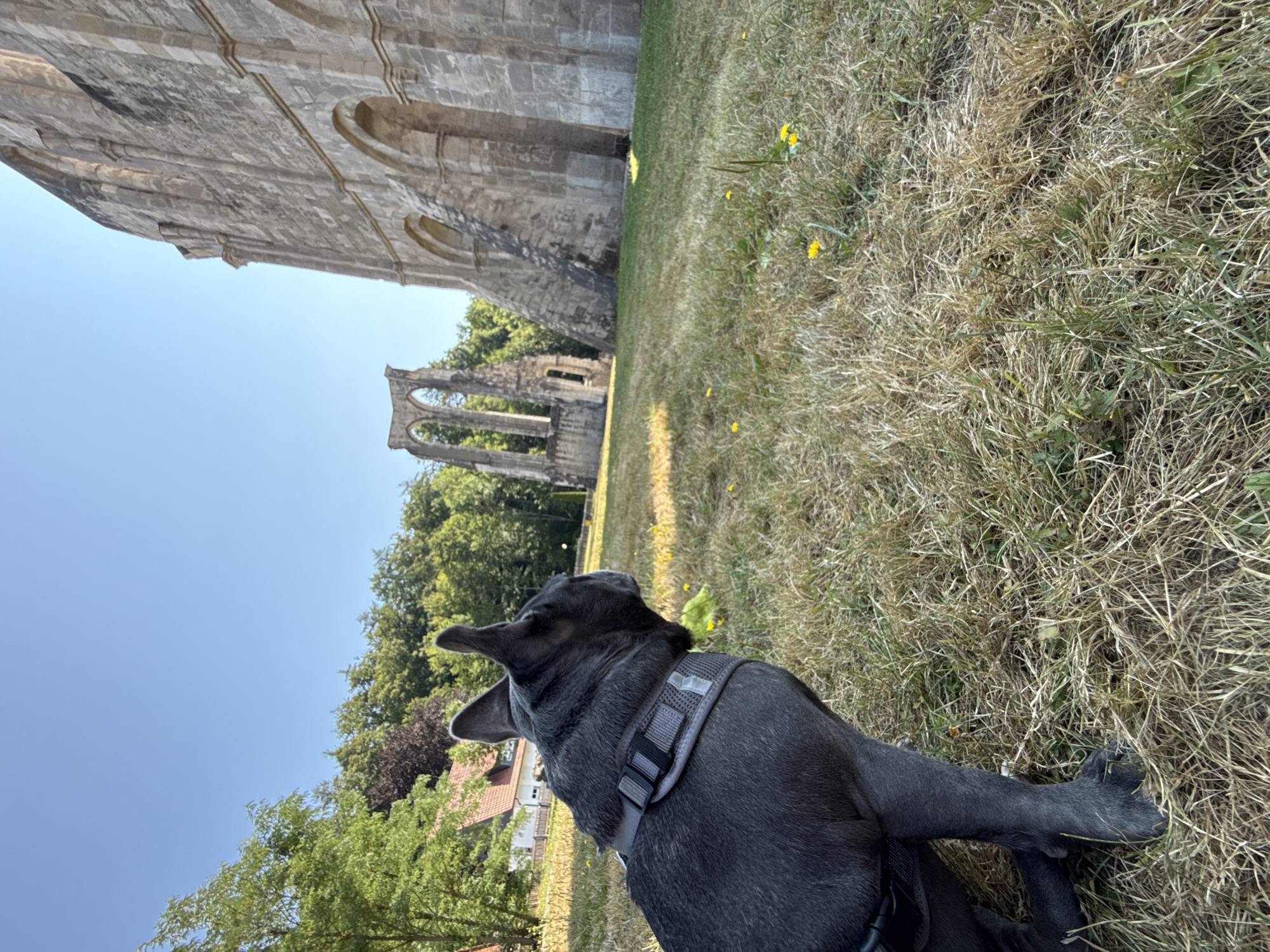 An adult, dark-gray French bulldog, wearing a gray harness, is positioned in the foreground of a grassy field, facing away from the camera and looking towards a ruined stone building. The dog is dark in color and appears to be sitting or in a resting stance. The field is covered in dry, yellowish-brown grass with scattered yellow wildflowers. In the background, to the right, stands a large, weathered stone structure, part of the Walkenried Abbey ruins, characterized by arched openings and massive stone blocks. Further to the left, another section of the abbey ruins is visible, featuring arched windows against a backdrop of green trees and a clear blue sky. A red-tiled roof of a building is partially visible amongst the trees to the left. The scene is lit by bright sunlight, casting shadows across the grass. The image was taken in the grounds of the Walkenried Abbey in Walkenried, Germany.