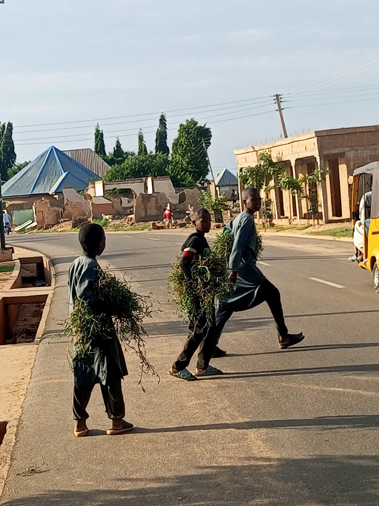 The image shows three individuals walking across a paved road in the city of Gombe, Nigeria. Two younger boys, one on the left and one in the middle, are carrying bundles of green vegetation. They are dressed in traditional Islamic attire, including long tunics. The third person, an adult male, is walking to the right of the boys and is also dressed in a long tunic. In the background, there are buildings under construction and a yellow motorized tricycle. The road has white markings. The environment appears to be an urban setting with some greenery.