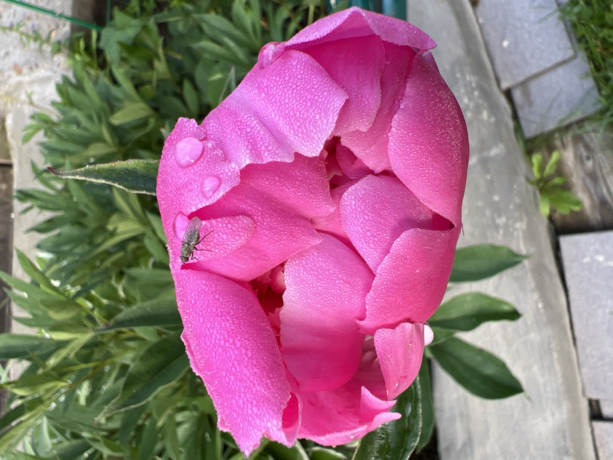 A close-up, high-angle shot captures a vibrant pink peony bloom, glistening with dew drops, in an outdoor setting. A small fly rests on one of the petals. The background features lush green foliage and what appears to be concrete edging and paving stones. The image was taken in Angarskie Khutora, Russia.